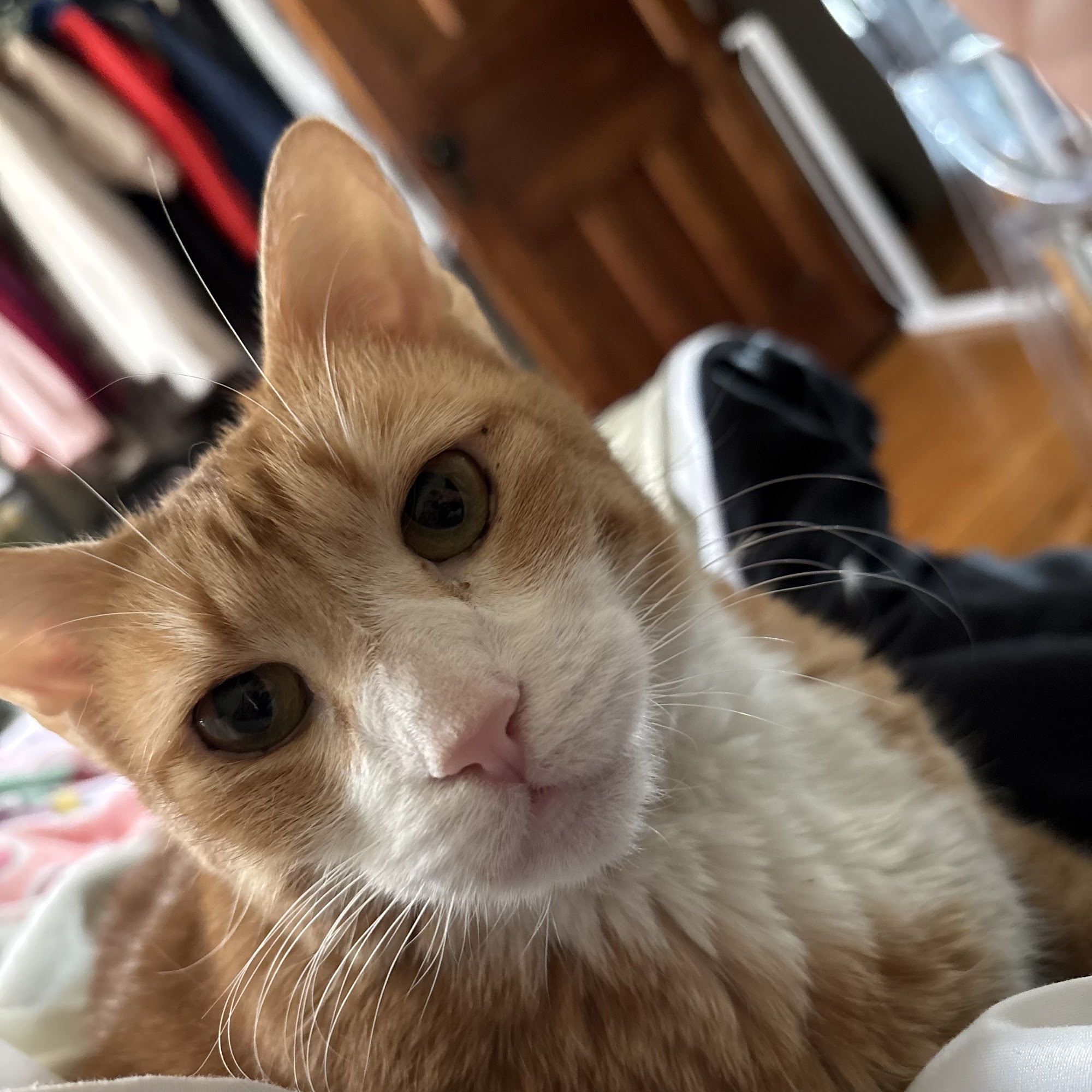 Saugerties Animal Hospital Saugerties