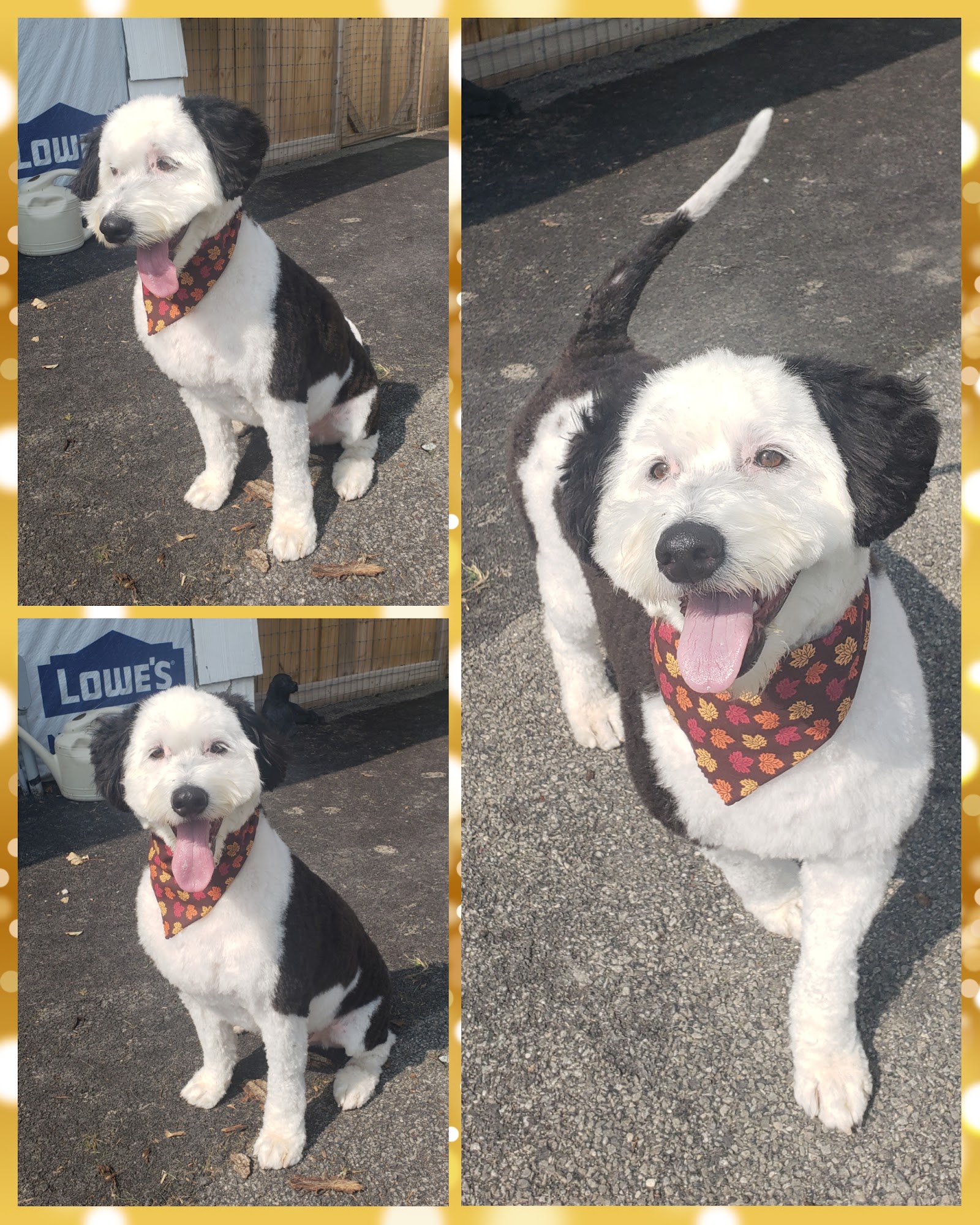 What The Fluff LLC Saugerties