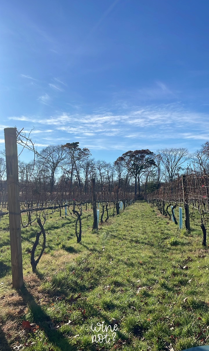Loughlin Vineyard Sayville