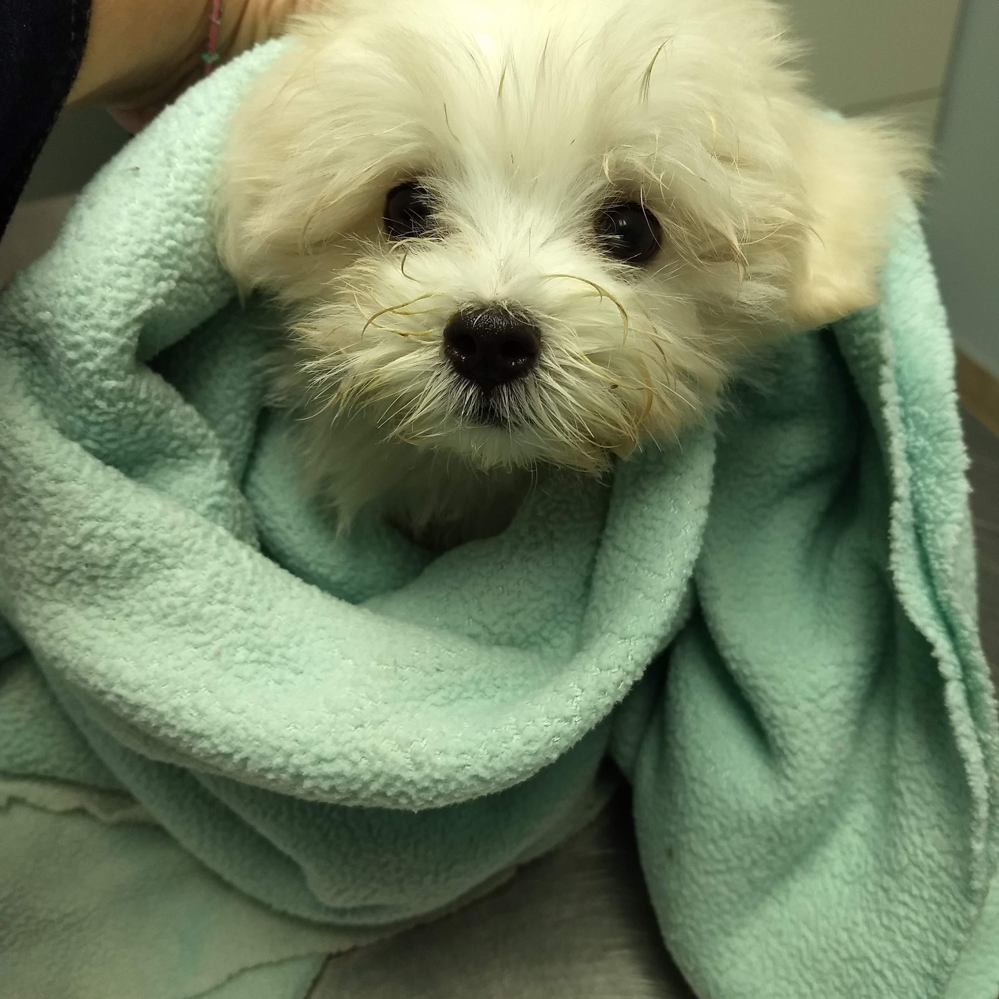 Scarsdale Animal Hospital Scarsdale