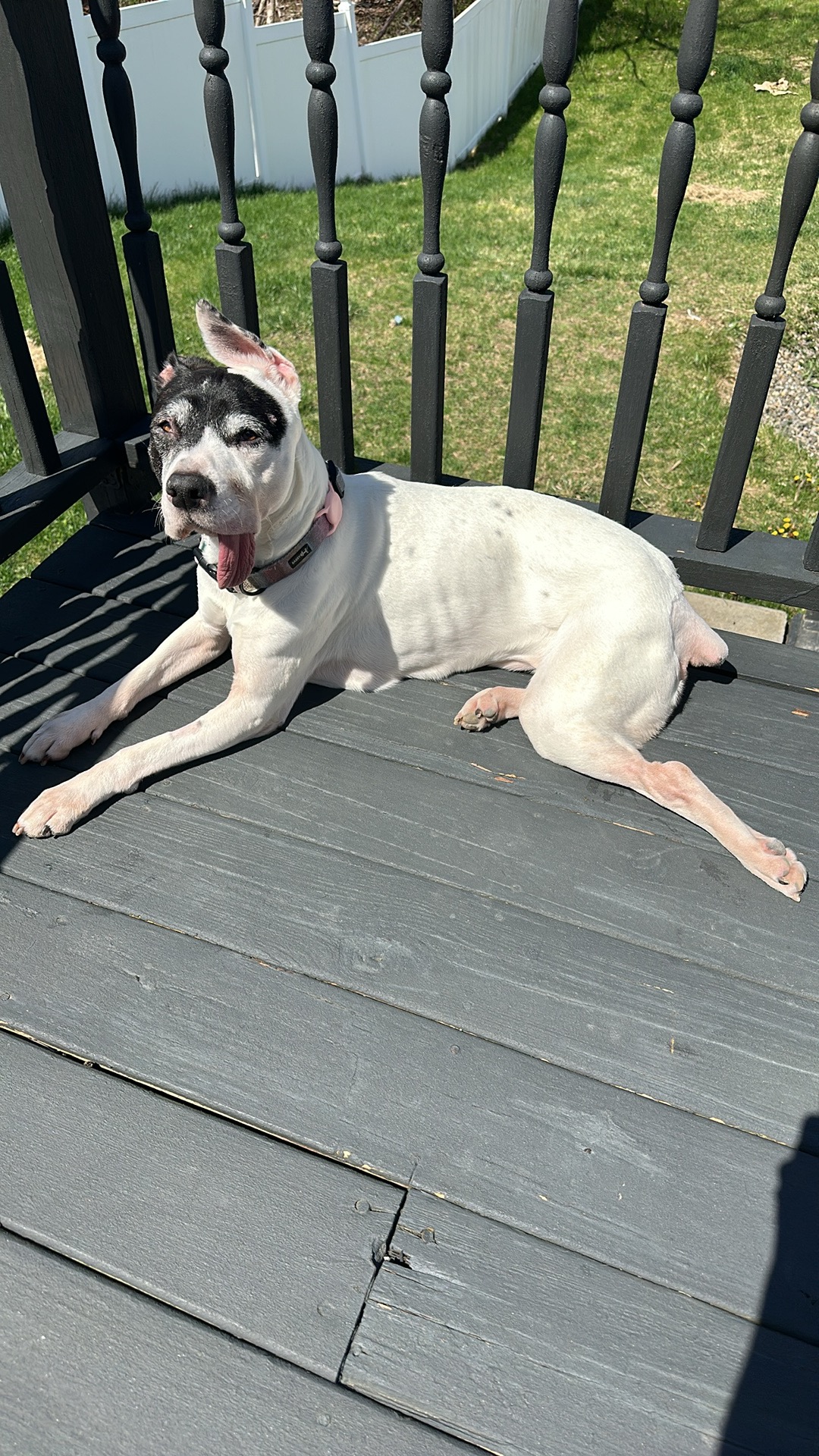 Companion Animal Medical Center Schenectady