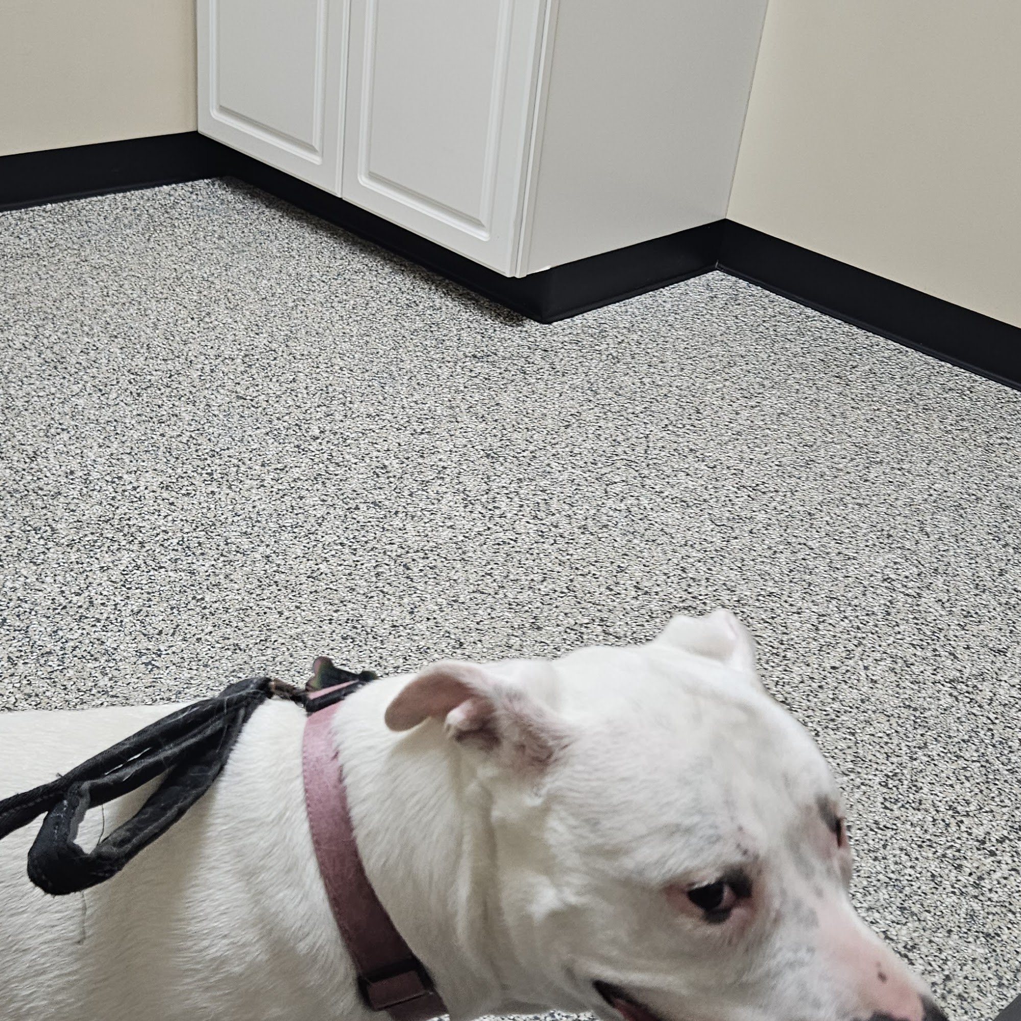 Companion Animal Medical Center Schenectady