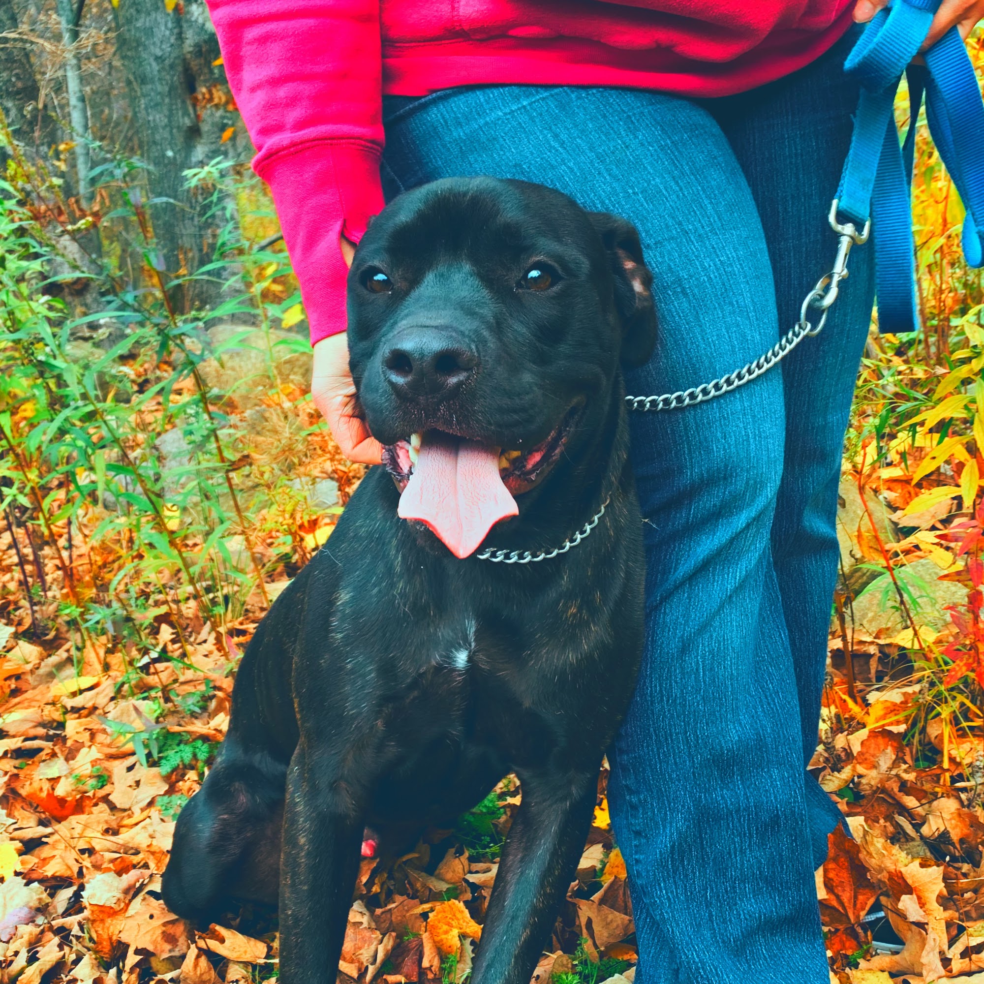 Primitive Dog LLC Schenectady