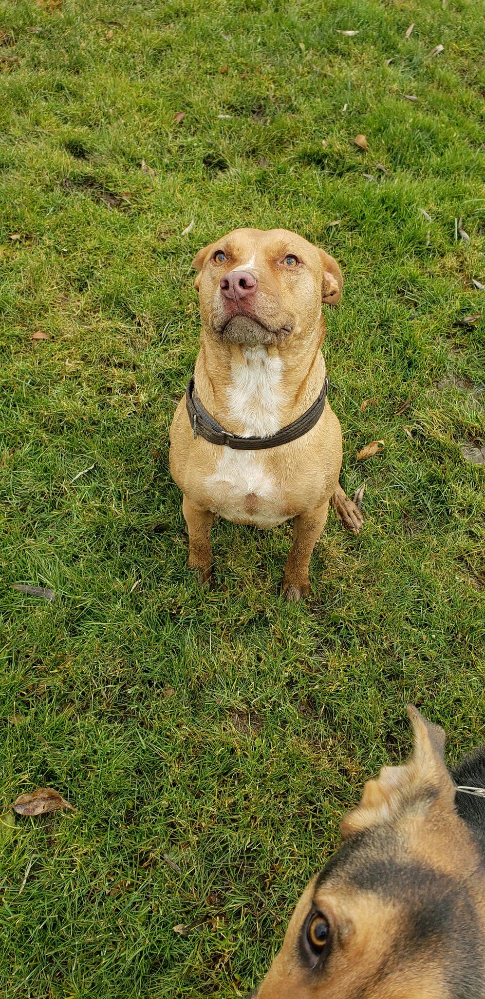 Pet Tracks Pet Services Schoharie