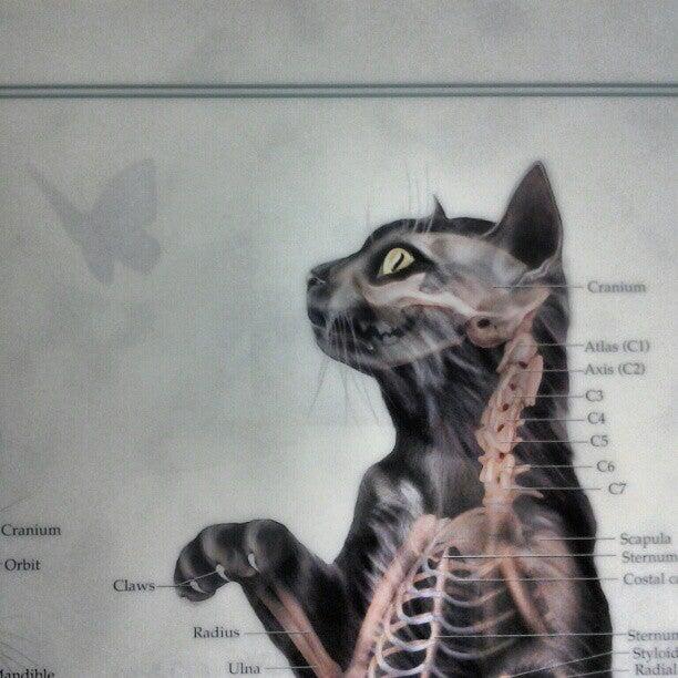 Glenville Veterinary Clinic Scotia