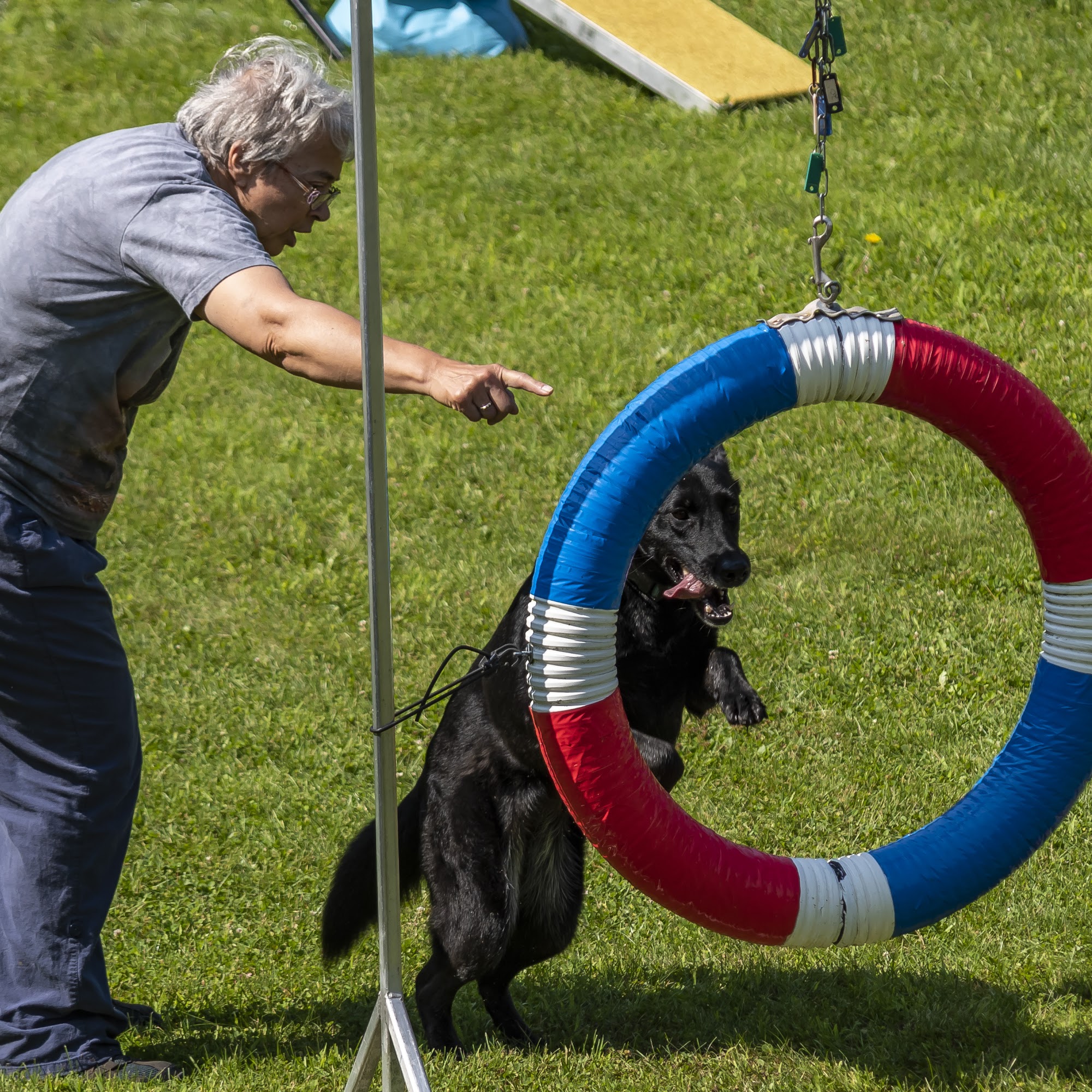 Schenectady Dog Training Club Scotia