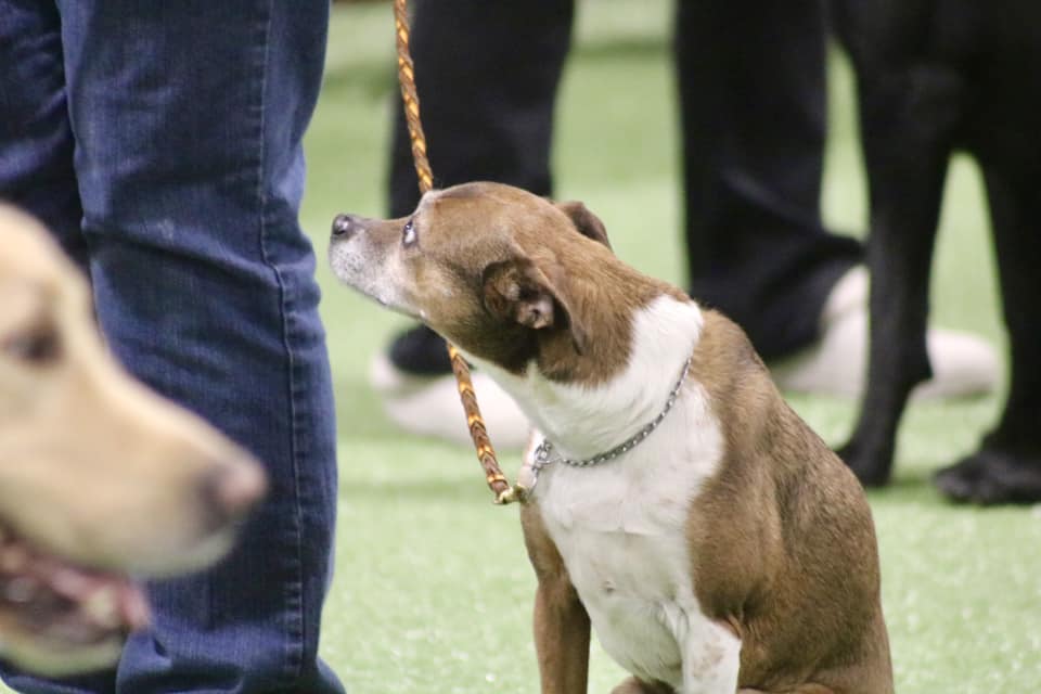 Schenectady Dog Training Club Scotia