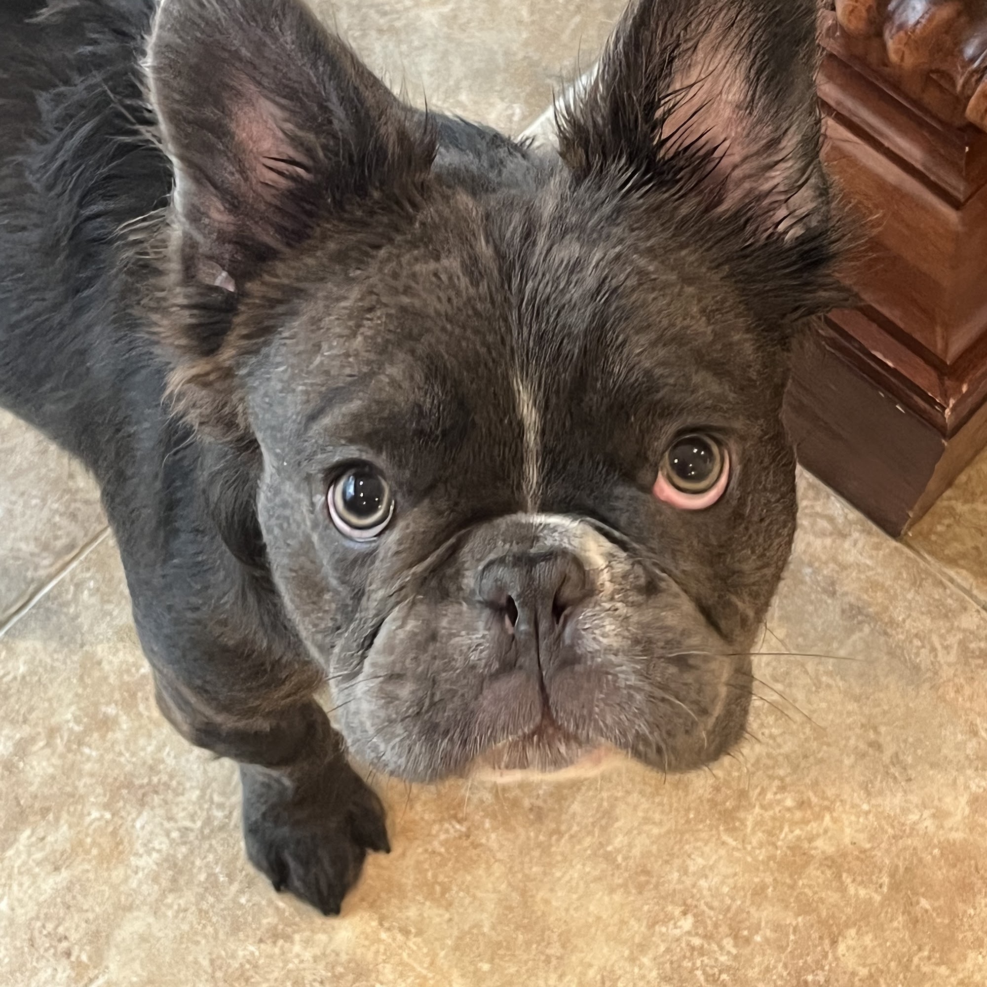 Suffolk Veterinary Group Animal Wellness & Laser Surgery Center Selden