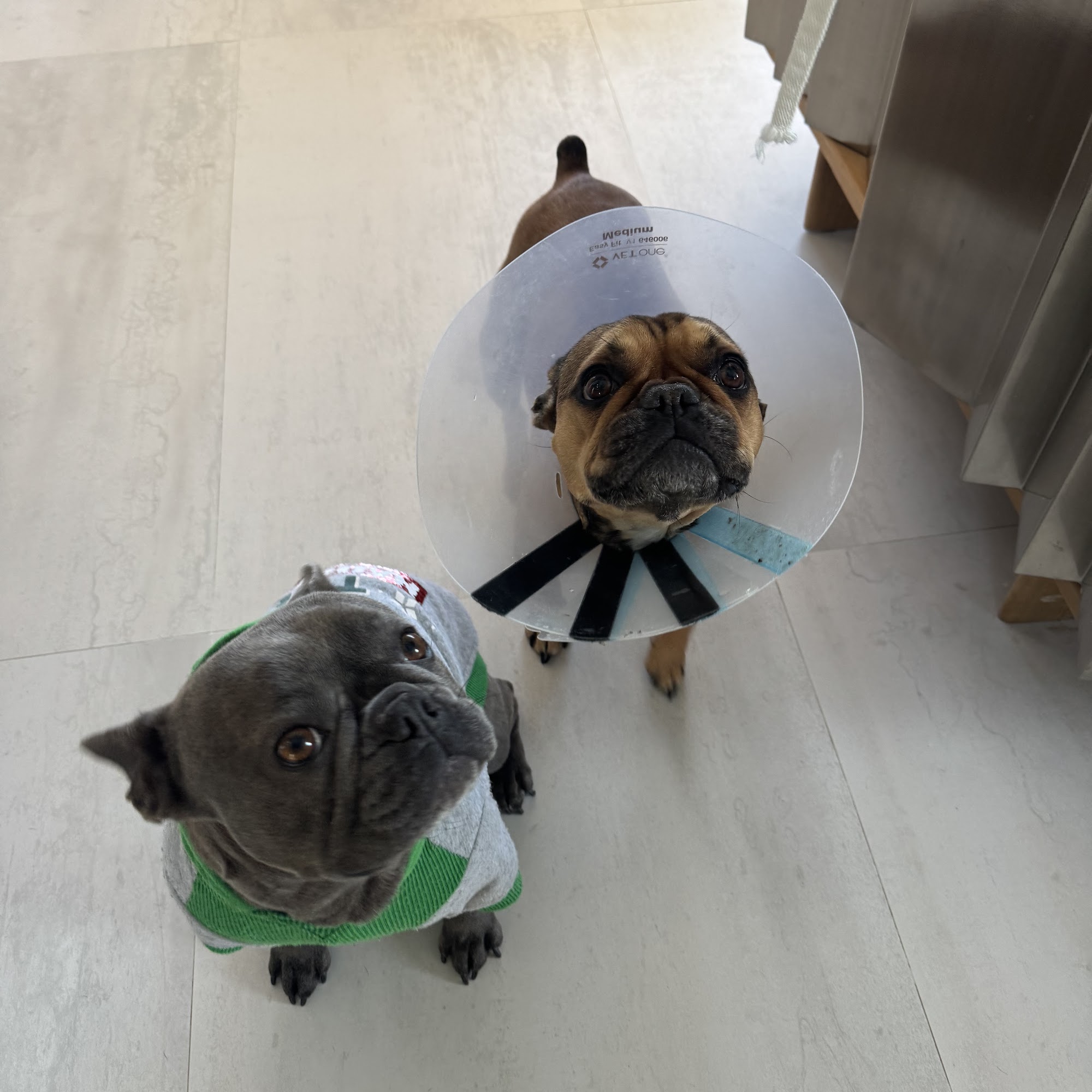 Animal Emergency Service Selden