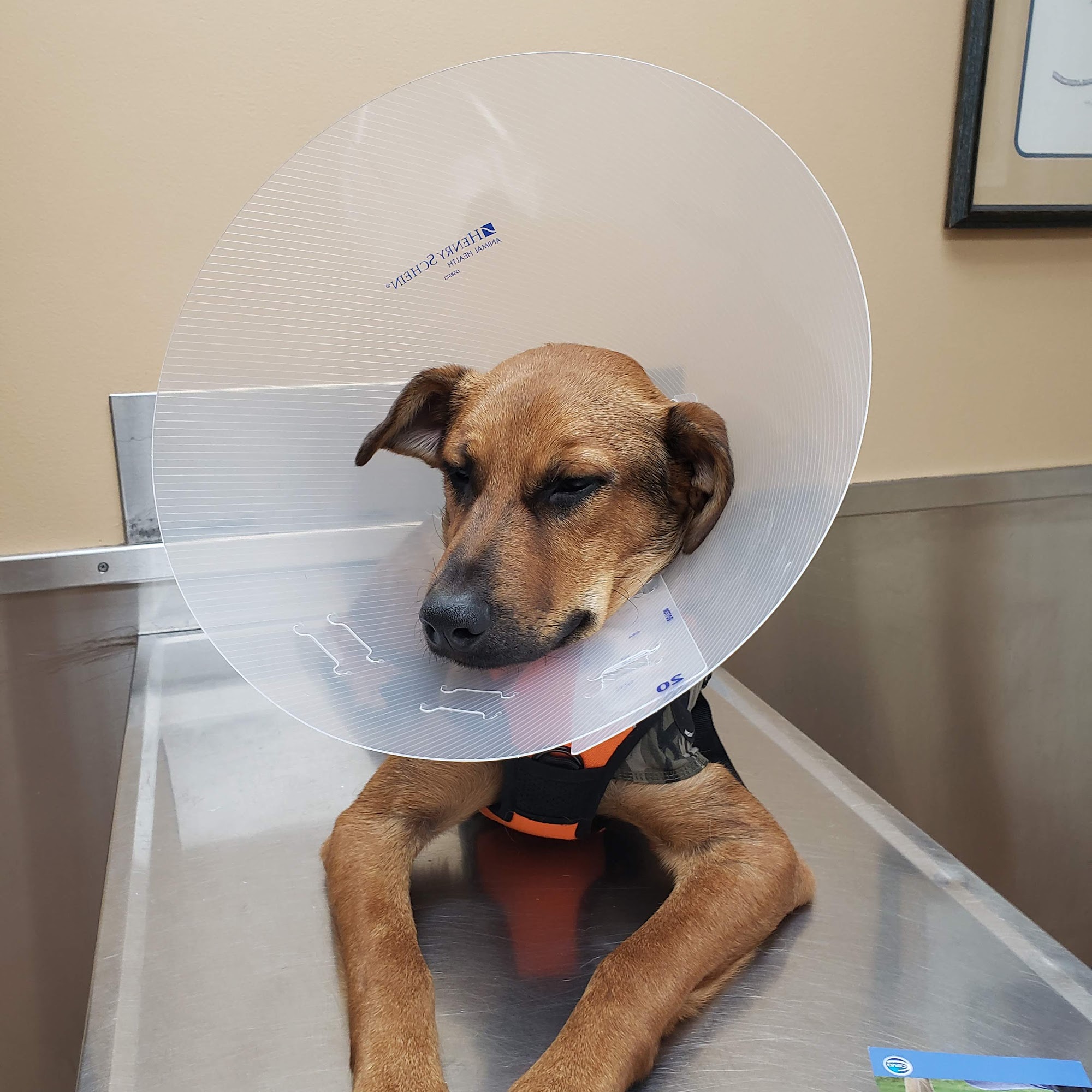 Middle Country Animal Hospital PC Selden