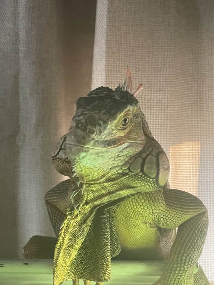 Finger Lakes Veterinary Services, LLC Seneca Falls