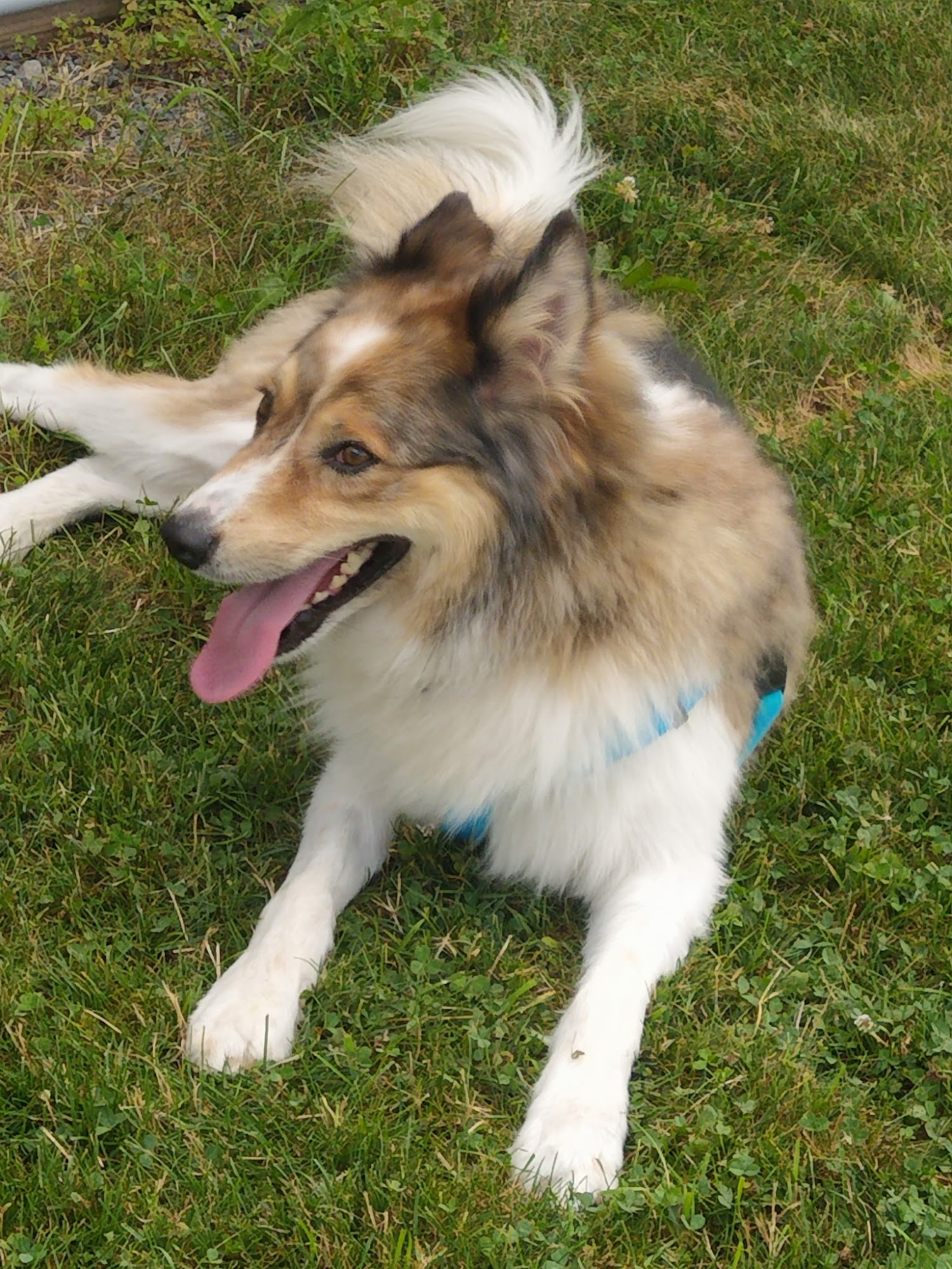 Fetch A Friend Rescue Seneca Falls