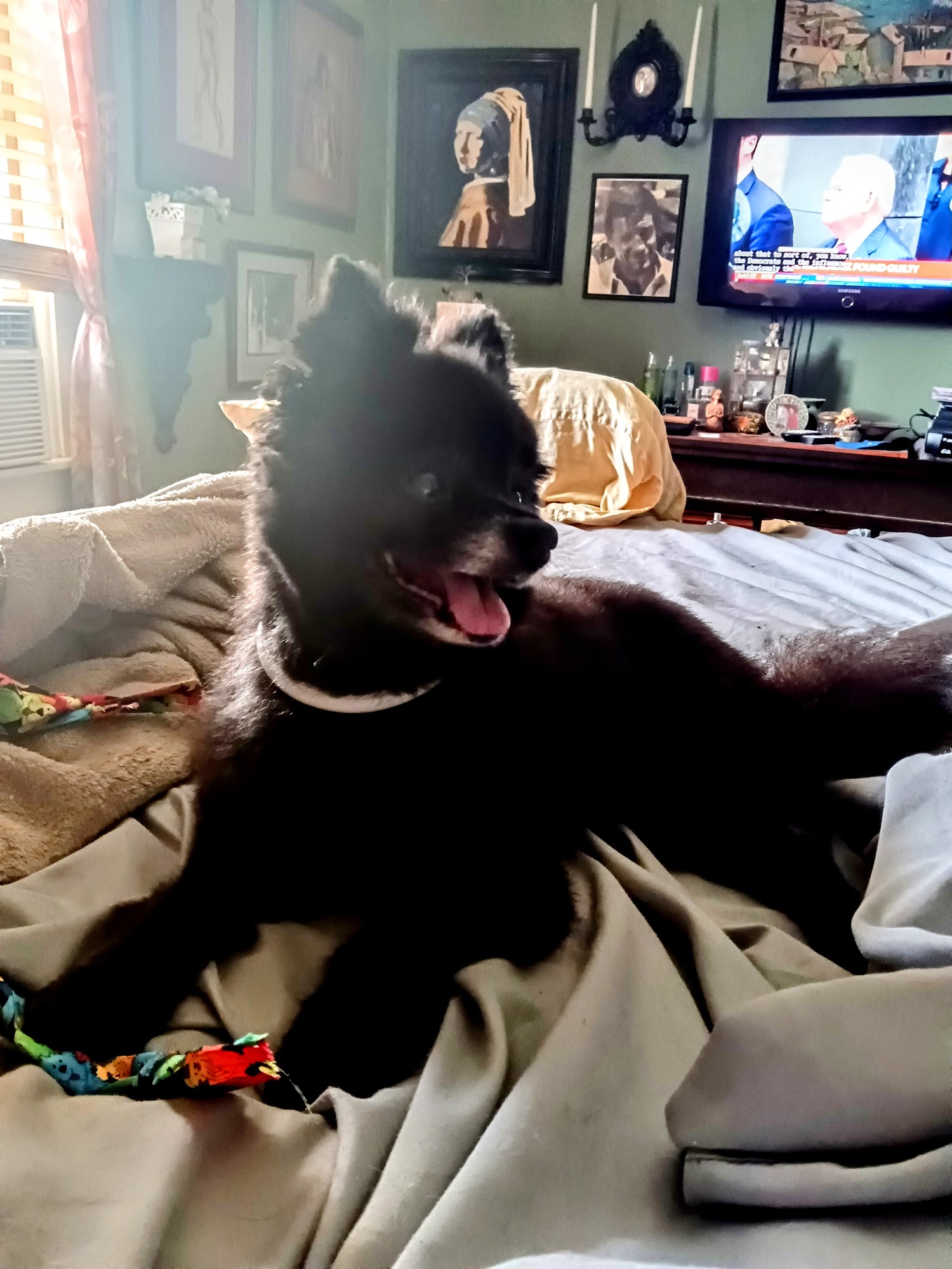 GroomStation Dog Grooming Station Sherrill