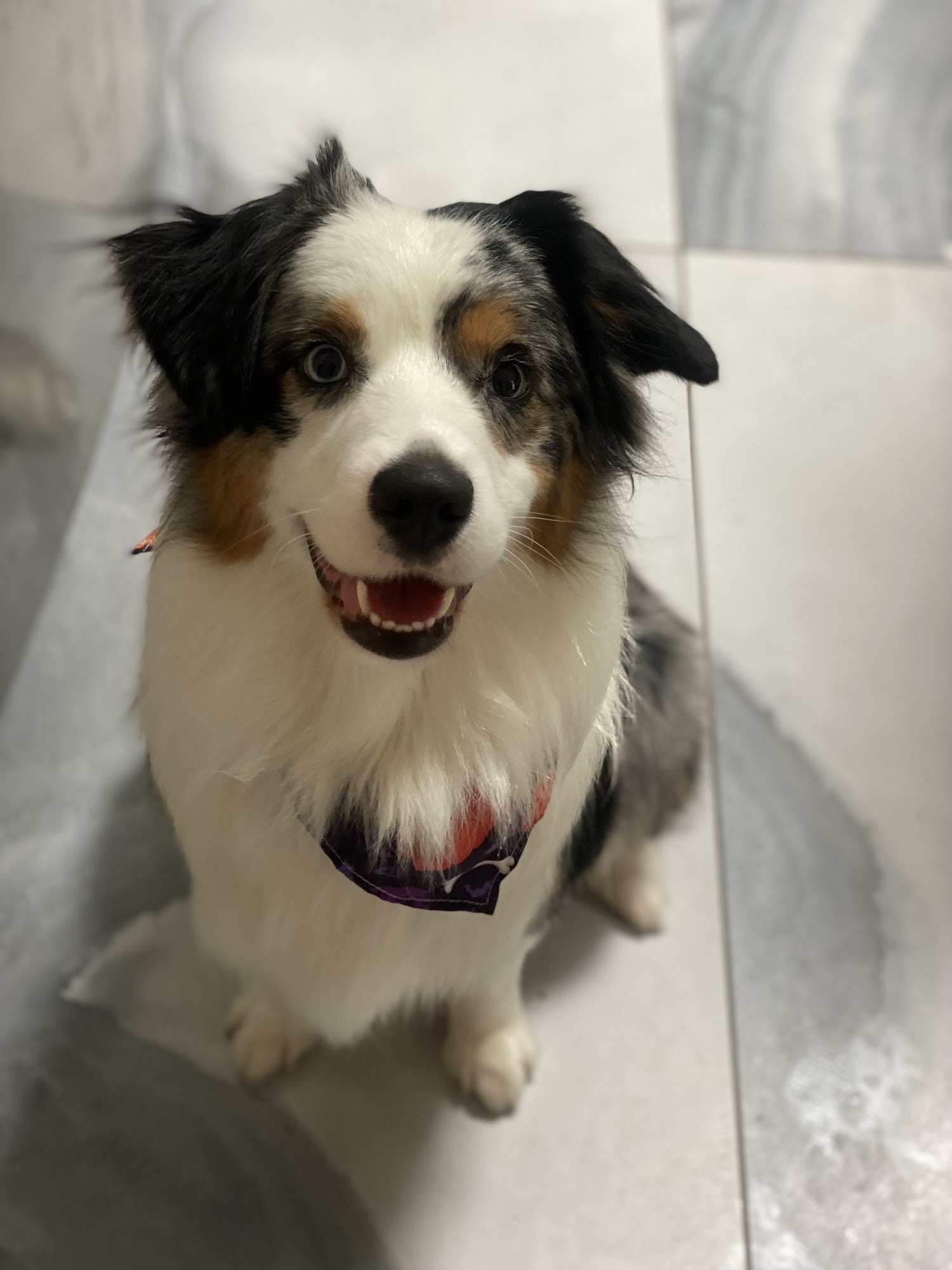 gunthersgroominghouseinc Shirley