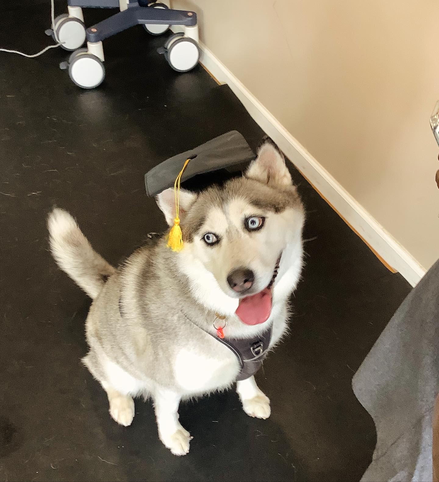 Healing Hands 4 Paws Shirley Long Island Shirley