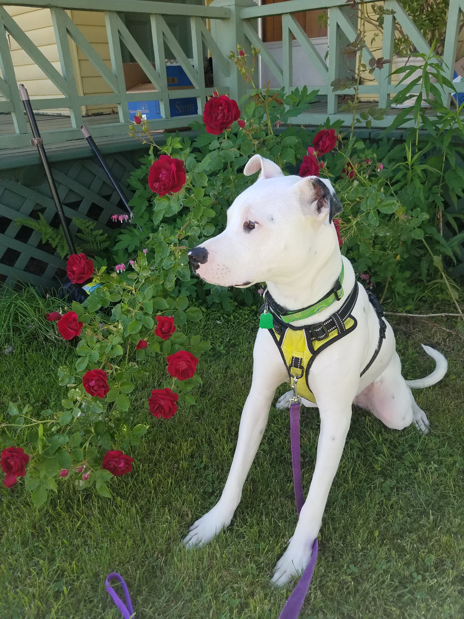 The Houndstooth Bakery and Boutique LLC Sidney