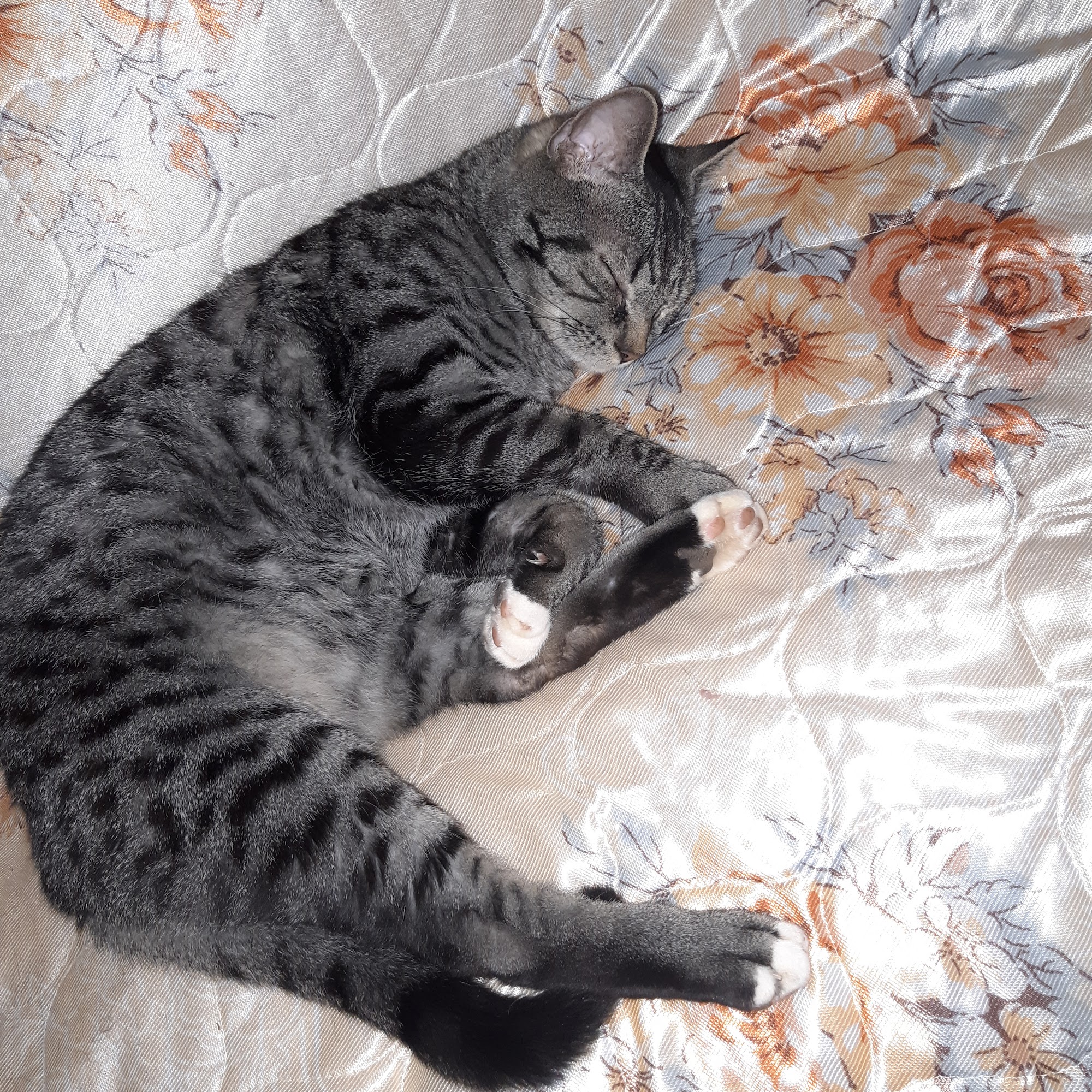 Delaware Valley Humane Society Sidney