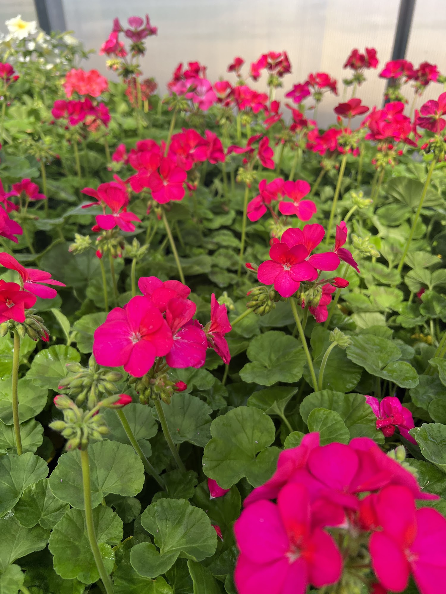 Lake Effect Nursery & Garden Center Skaneateles