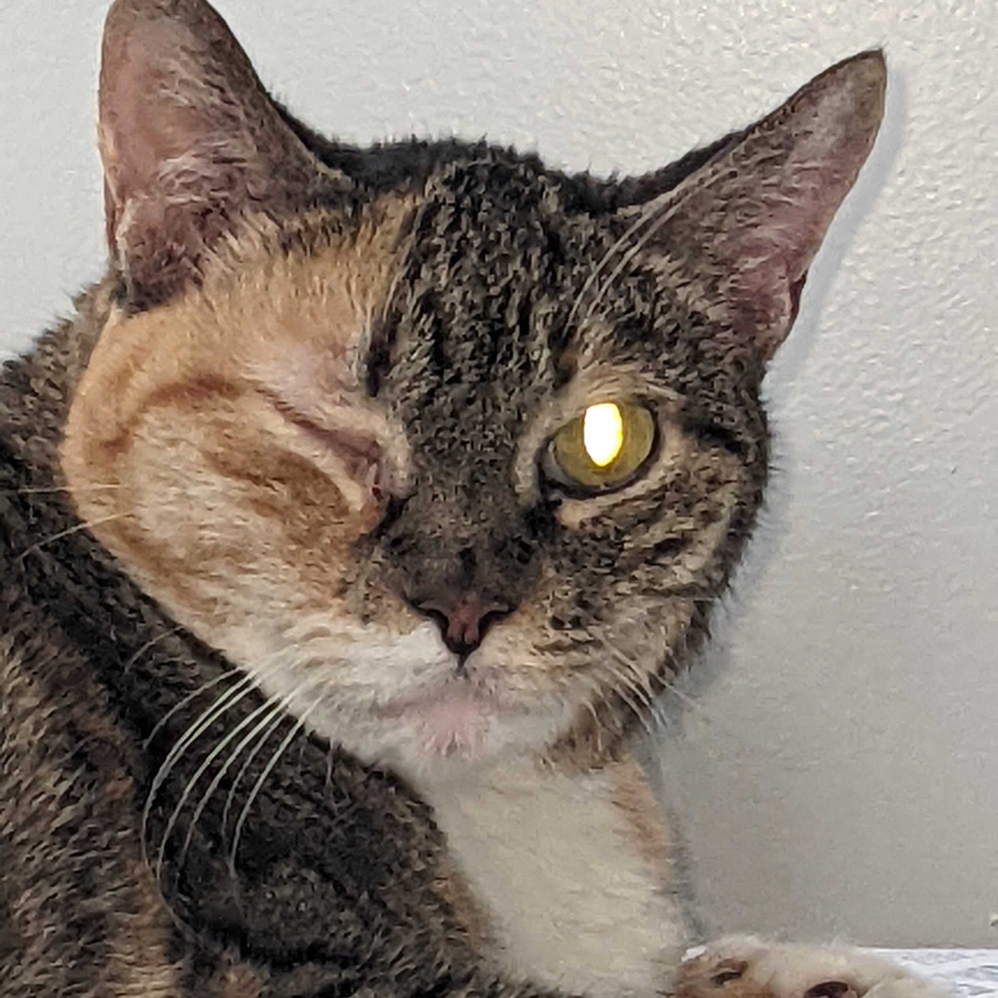 Sleepy Hollow Animal Hospital Sleepy Hollow