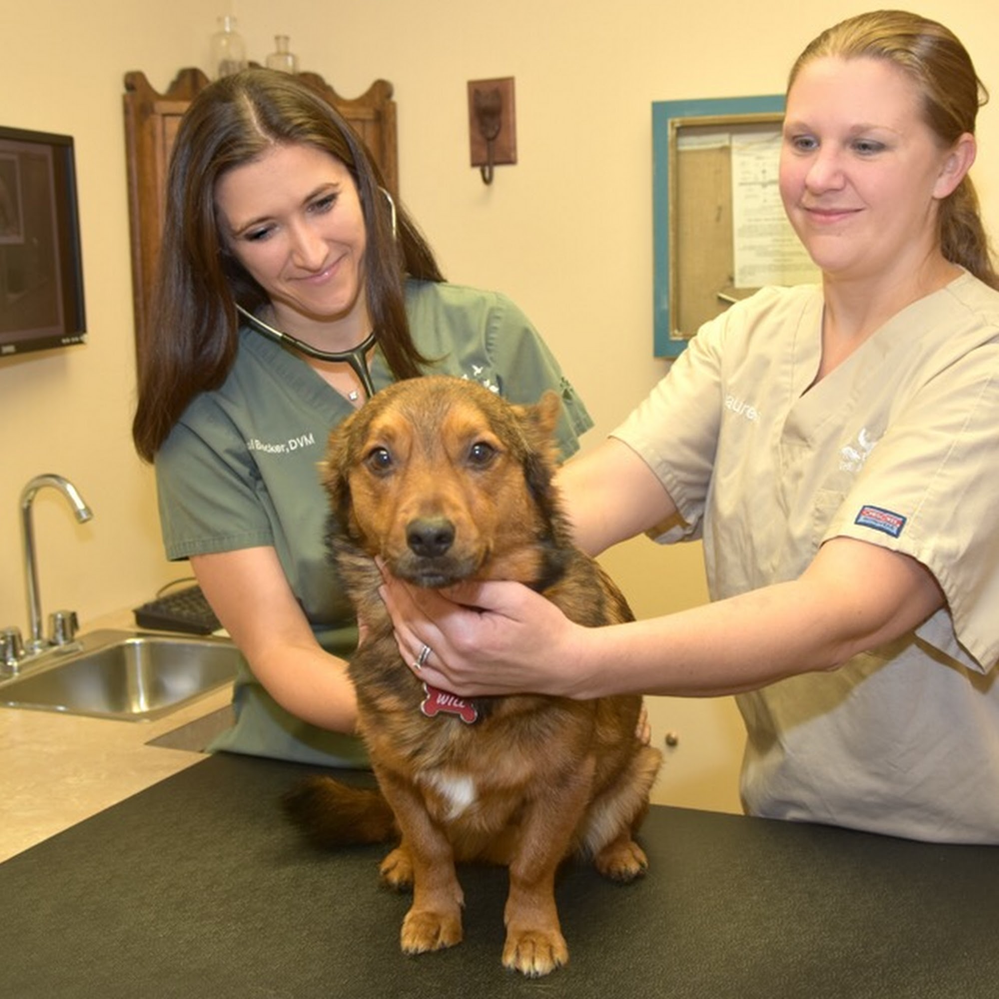 The Animal Hospital Slingerlands