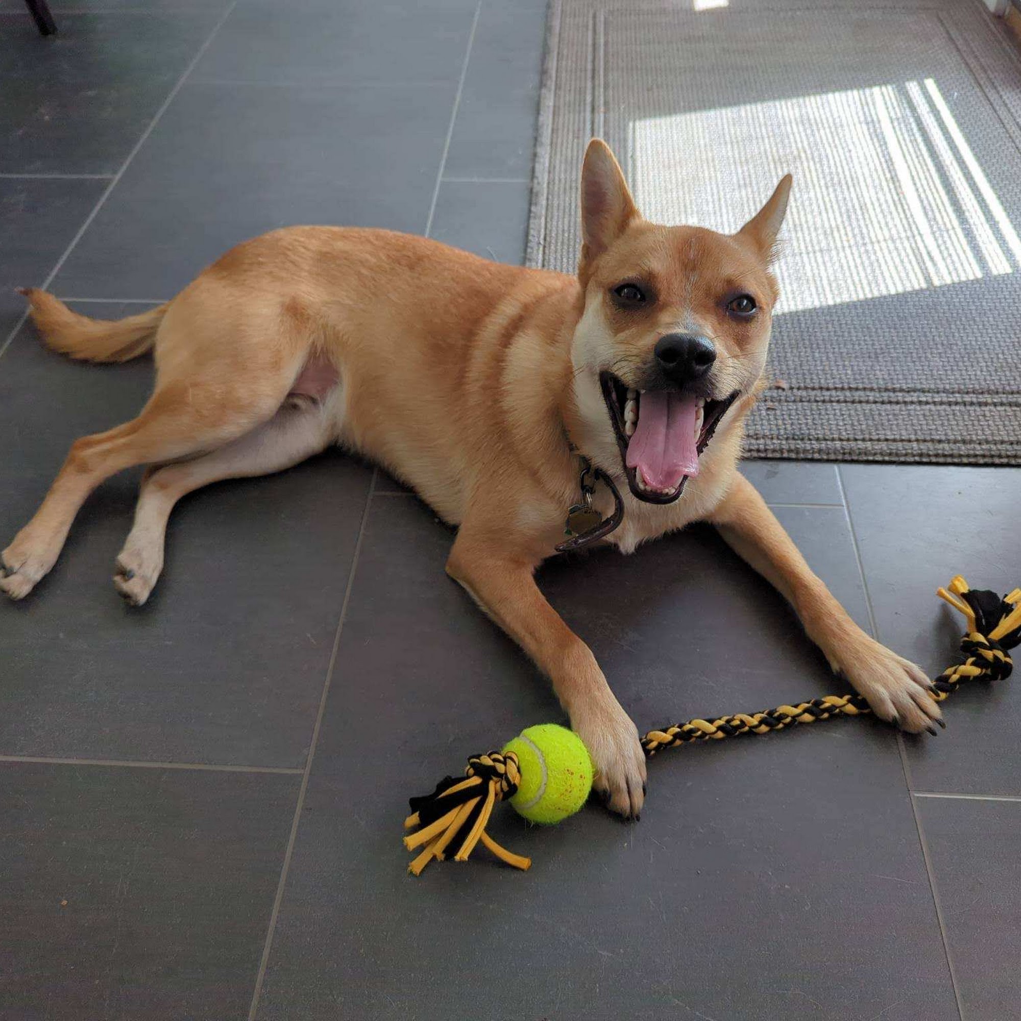 Barkers Pet Sitting Slingerlands