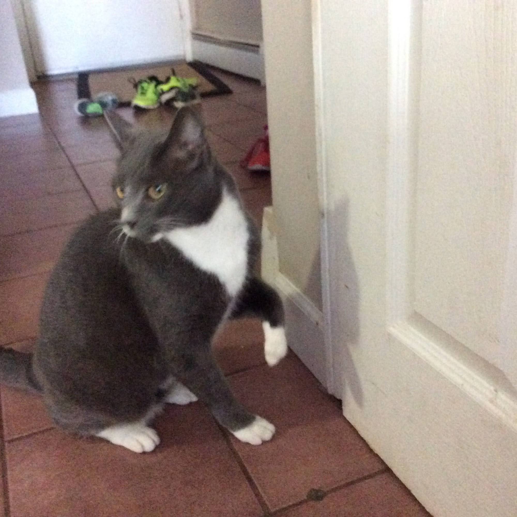 Long Island Feline Adoption Center Smithtown