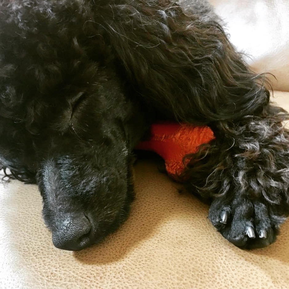 Smithtown Mobile Grooming Smithtown