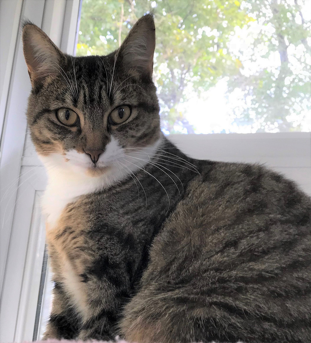 Town of Smithtown Animal Shelter Smithtown