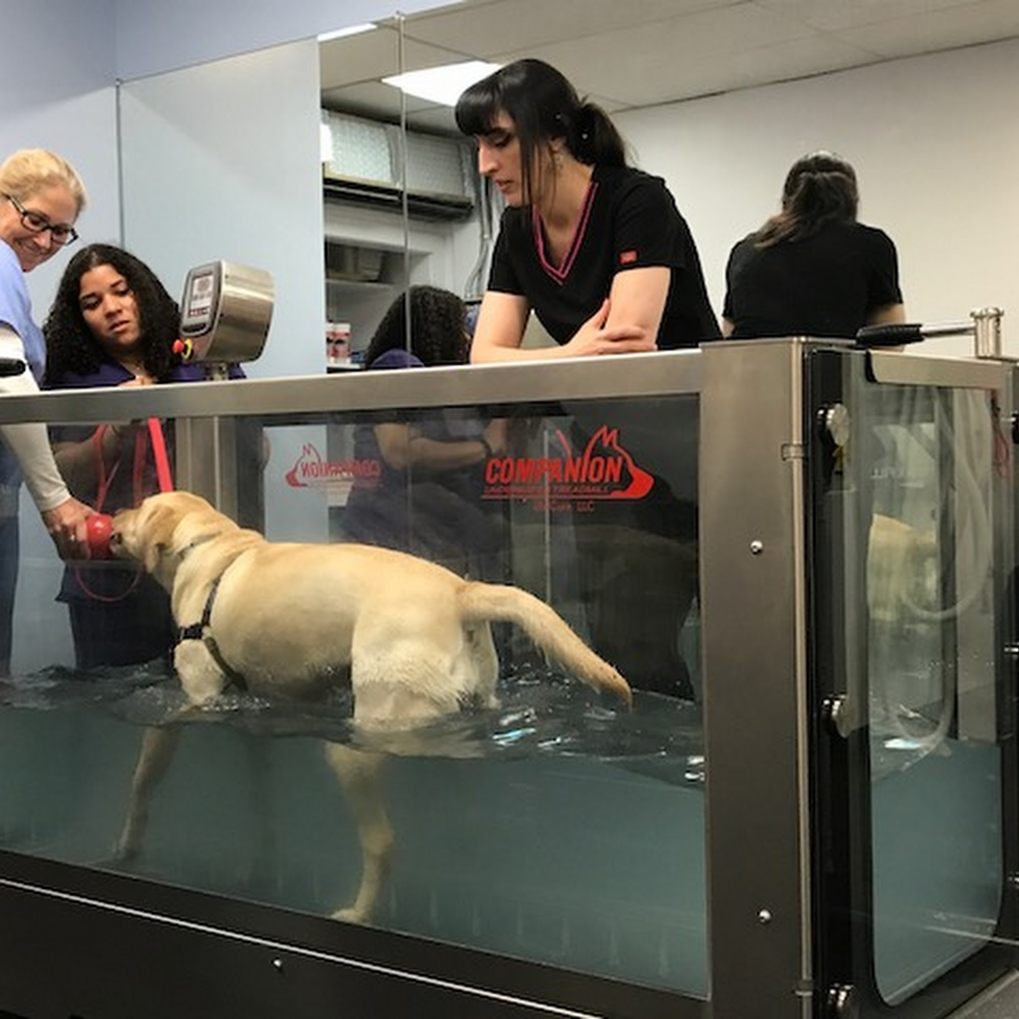 Somers Animal Hospital Somers