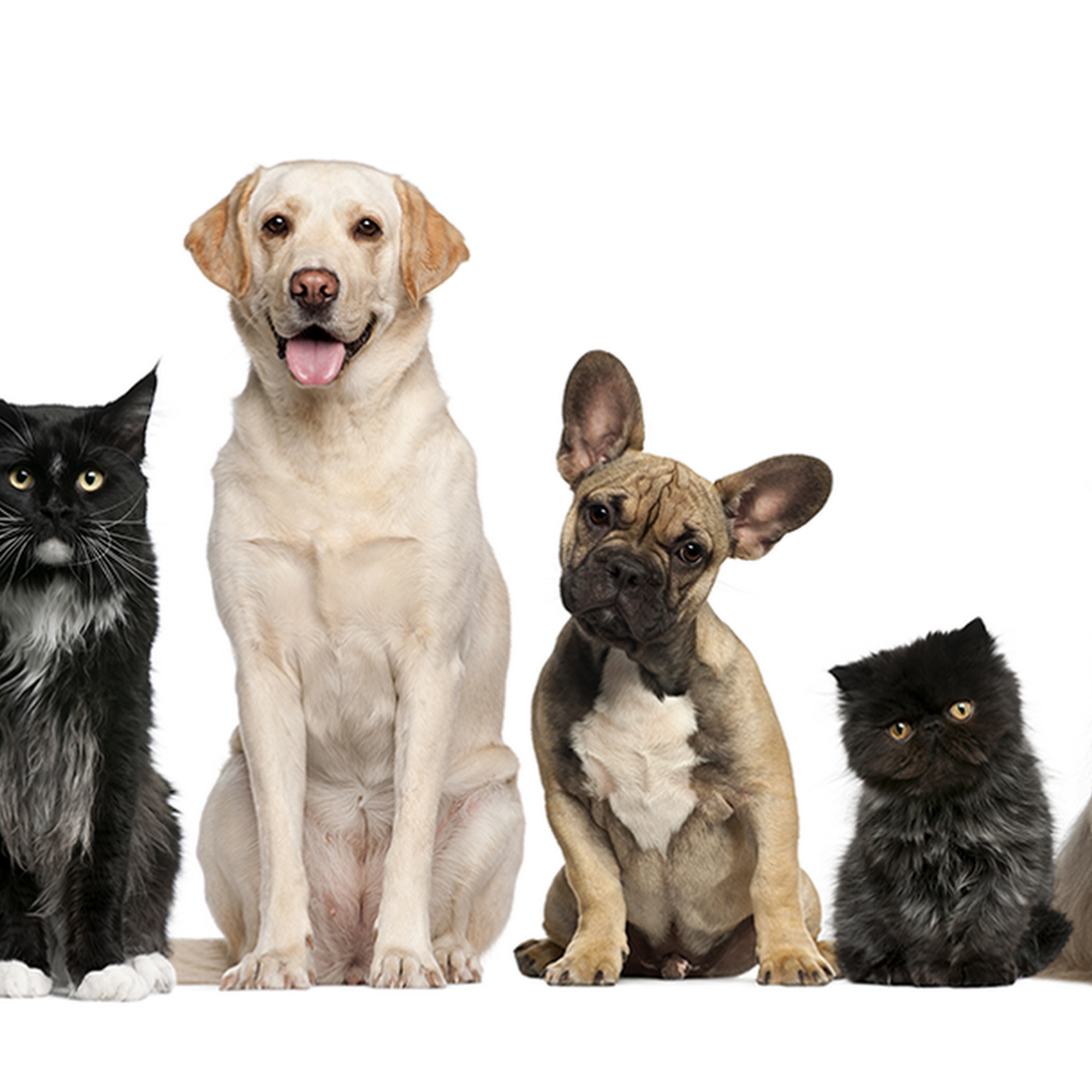 Progressive Animal Hospital Somers