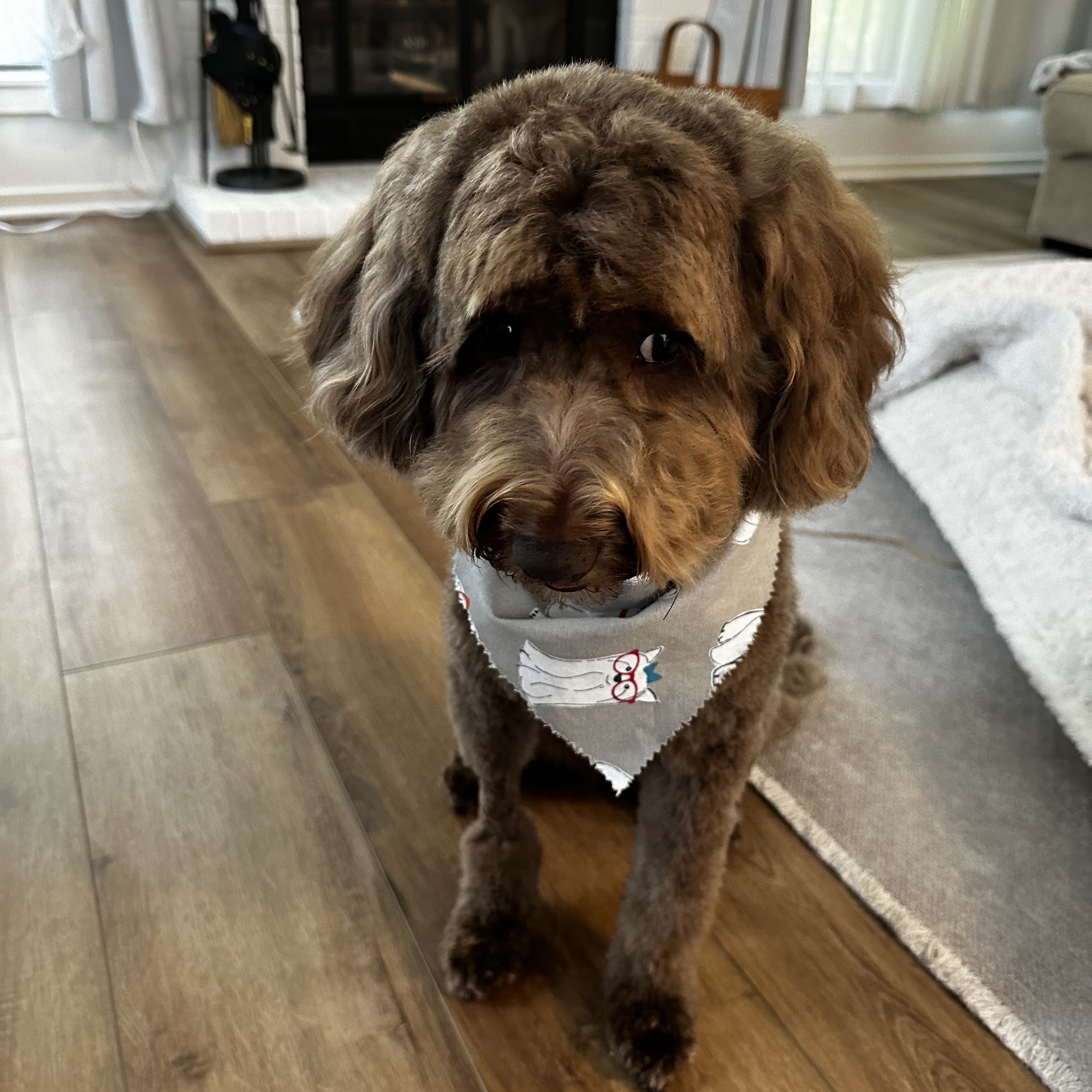 Charmaine's Dog Salon 155 US-202, Somers New York 10589