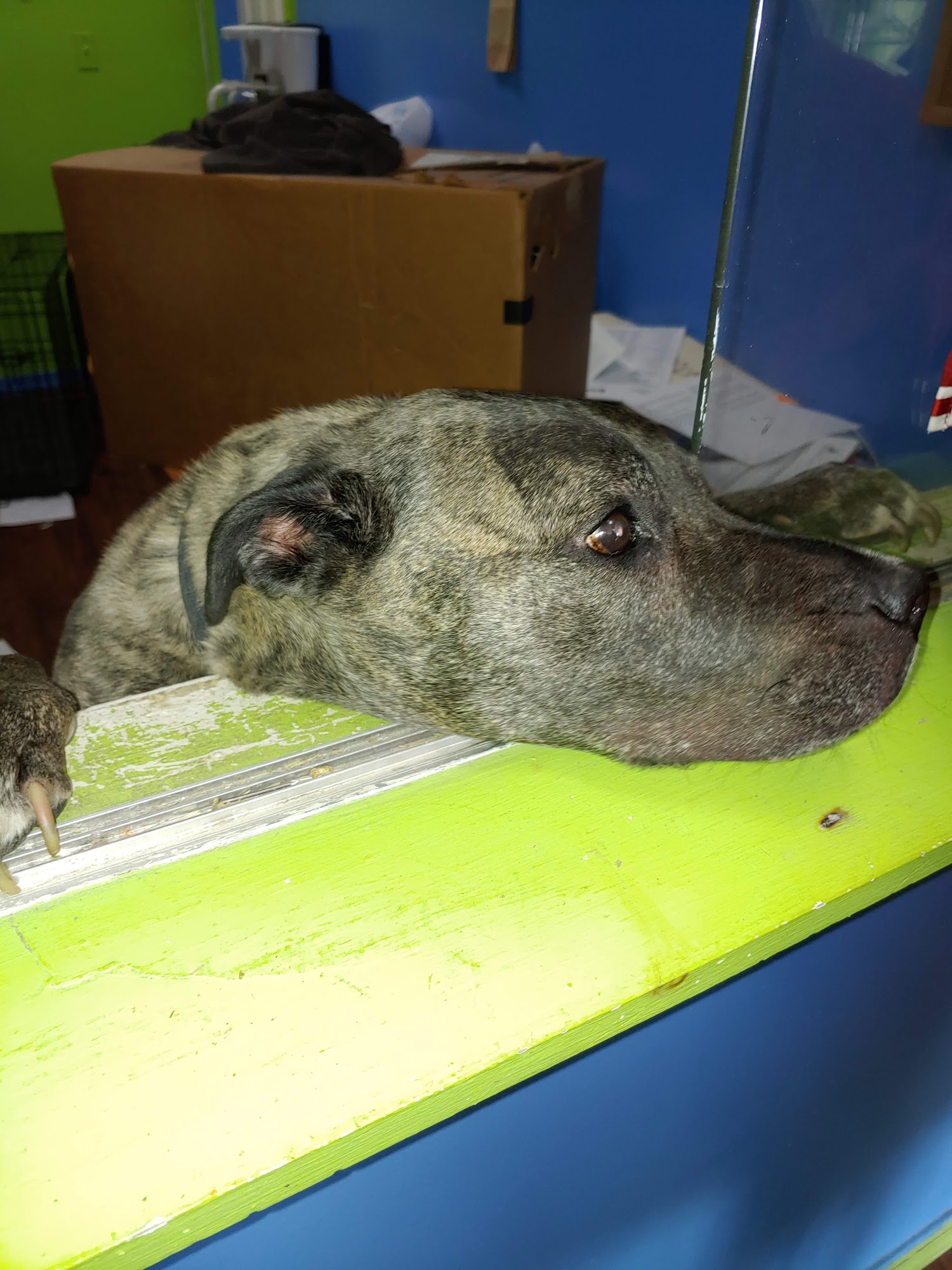 R K Dog Grooming LLC South Ozone Park