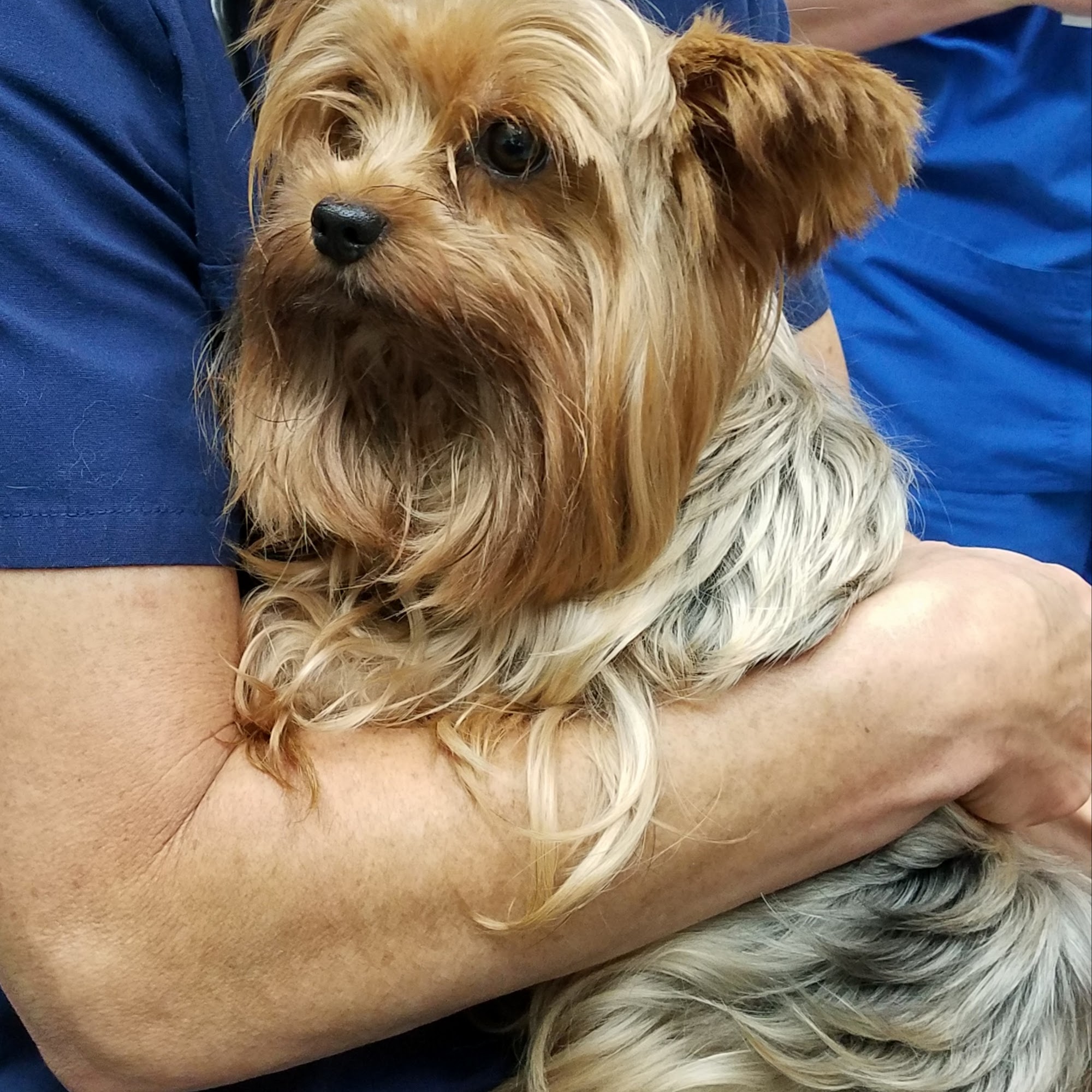 South Salem Animal Hospital South Salem