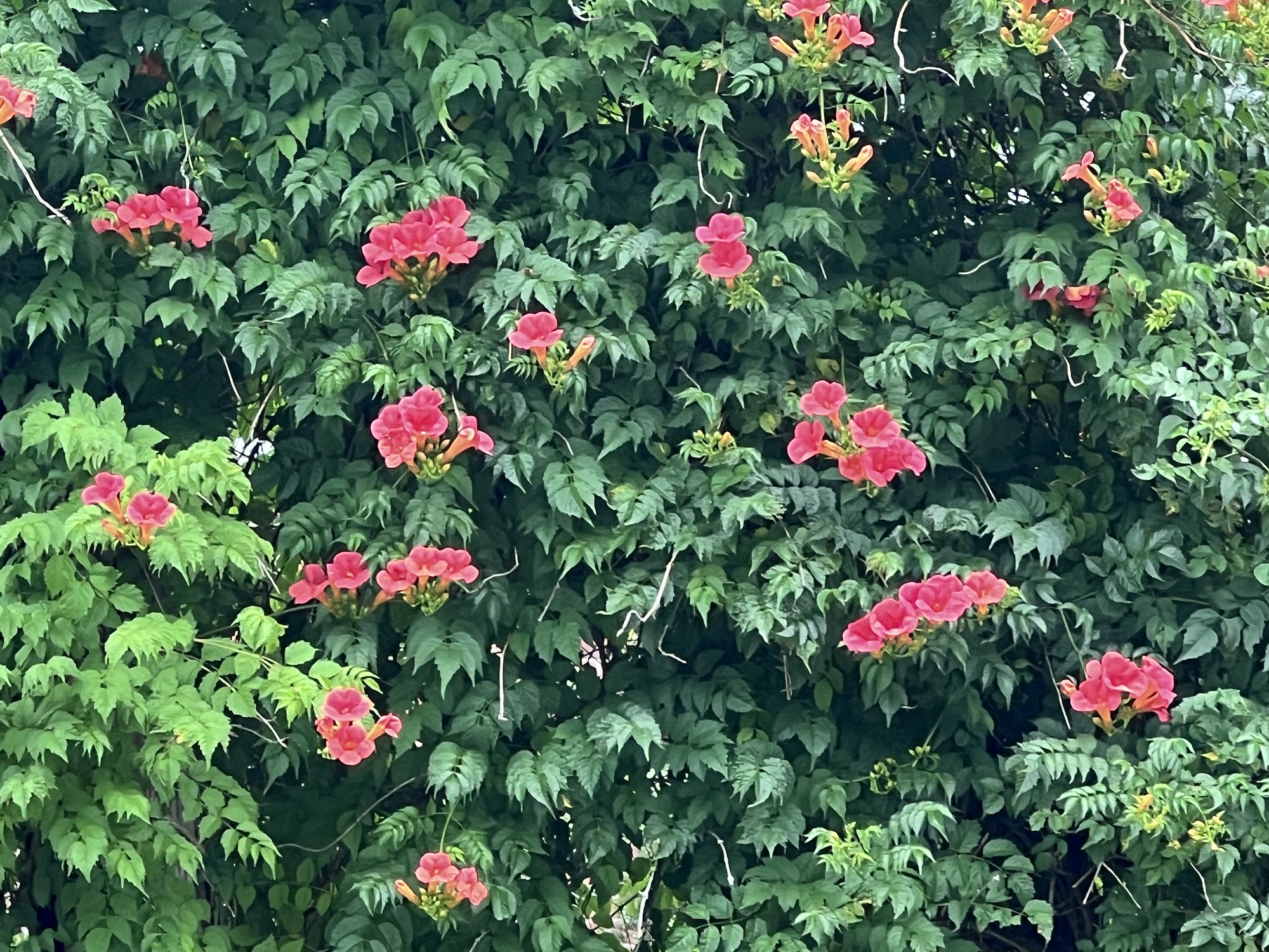 Arbor Hill Garden Center & Landscaping