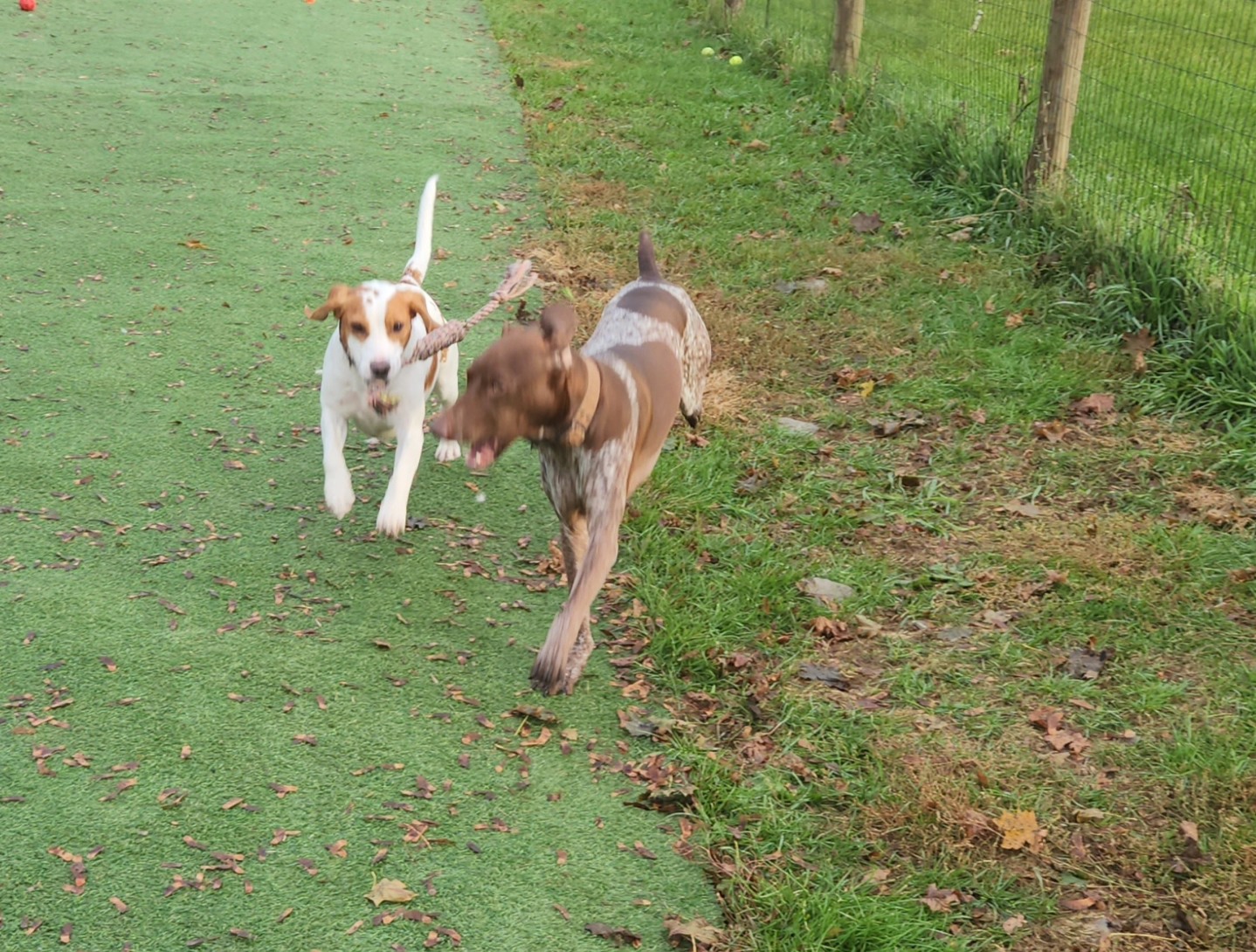 Red Maple Dog Care and Training Spencer