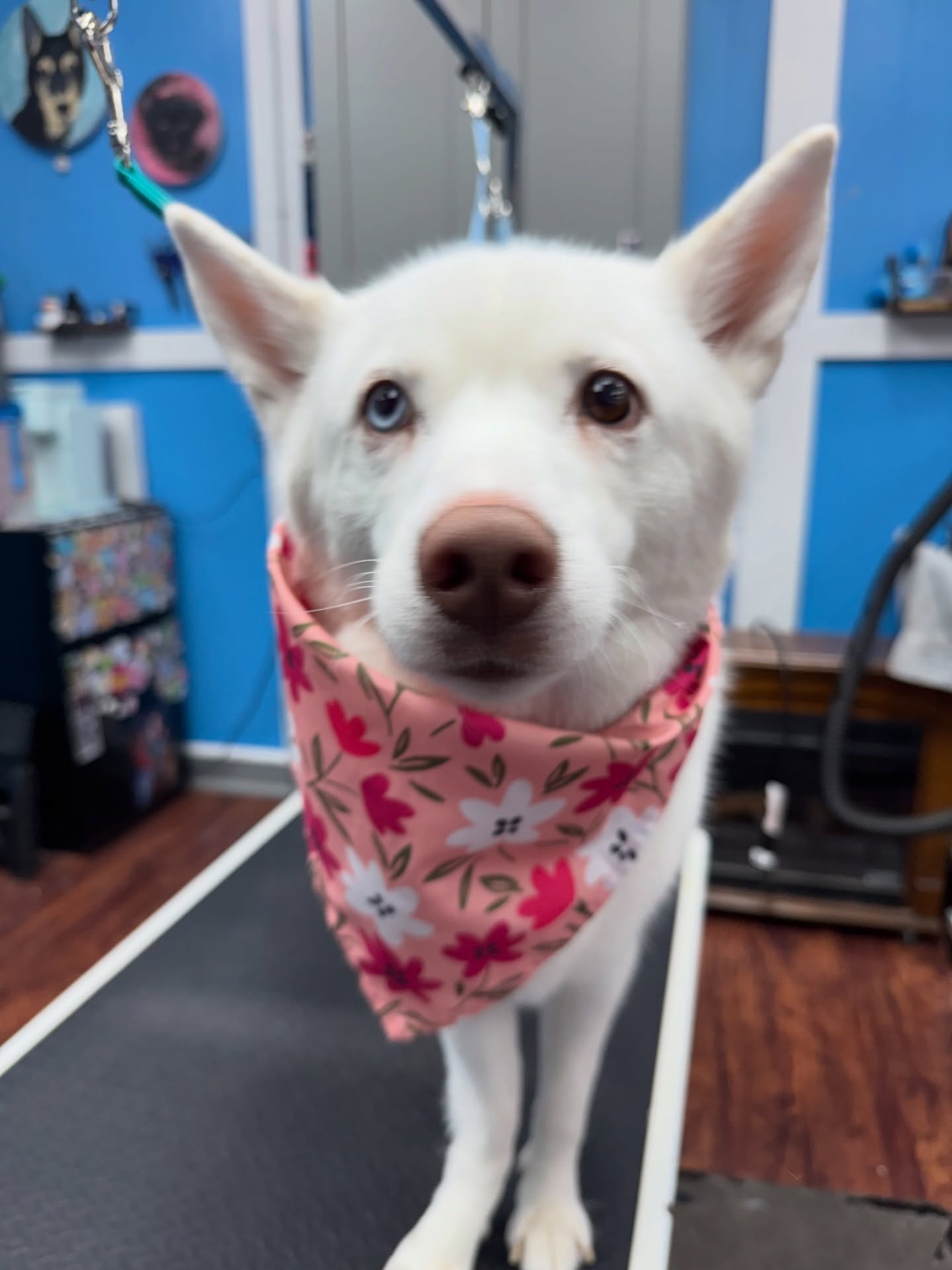 Furry Paws Pet Salon & Doggy Daycare Spencerport