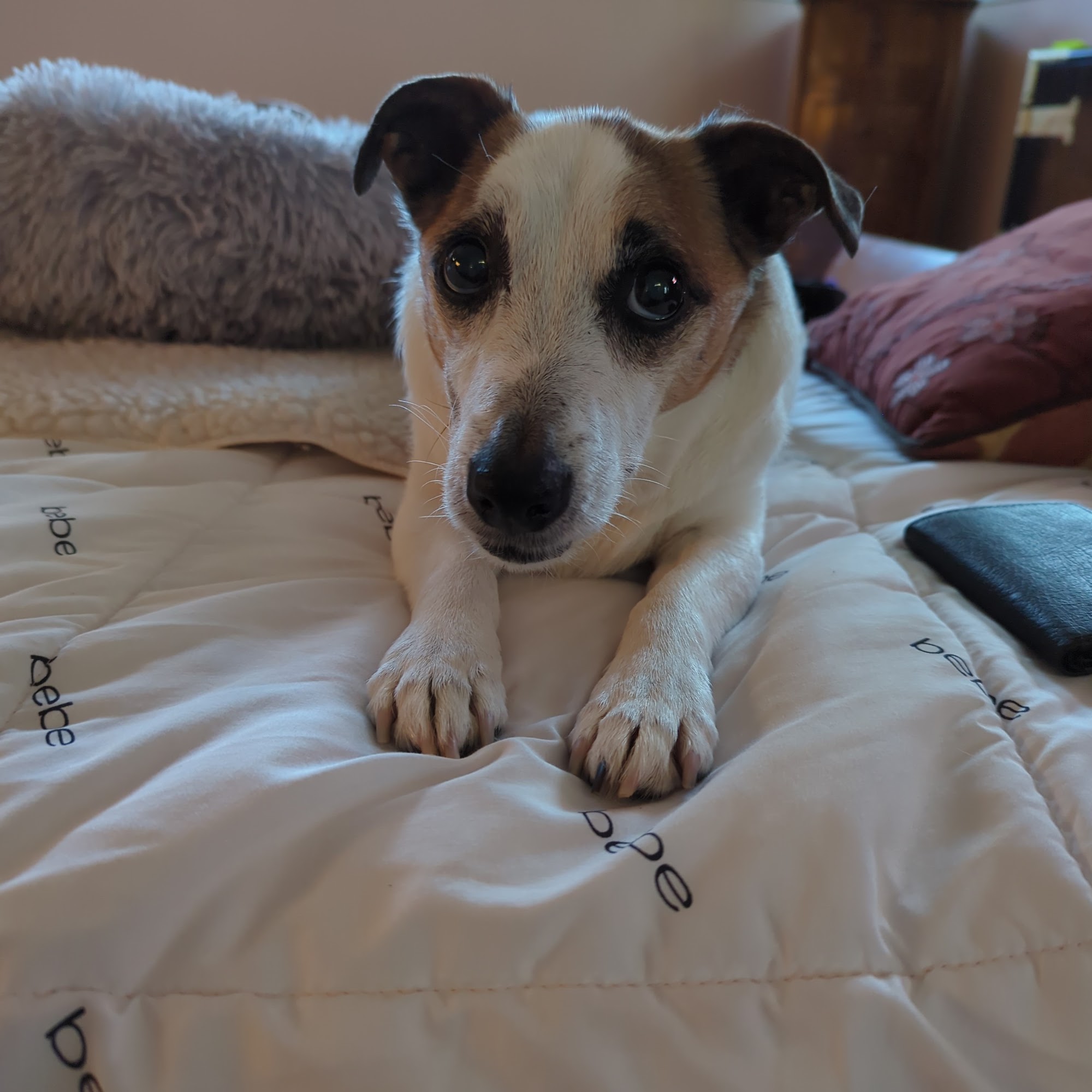 Doggie Daze Inn Spencerport