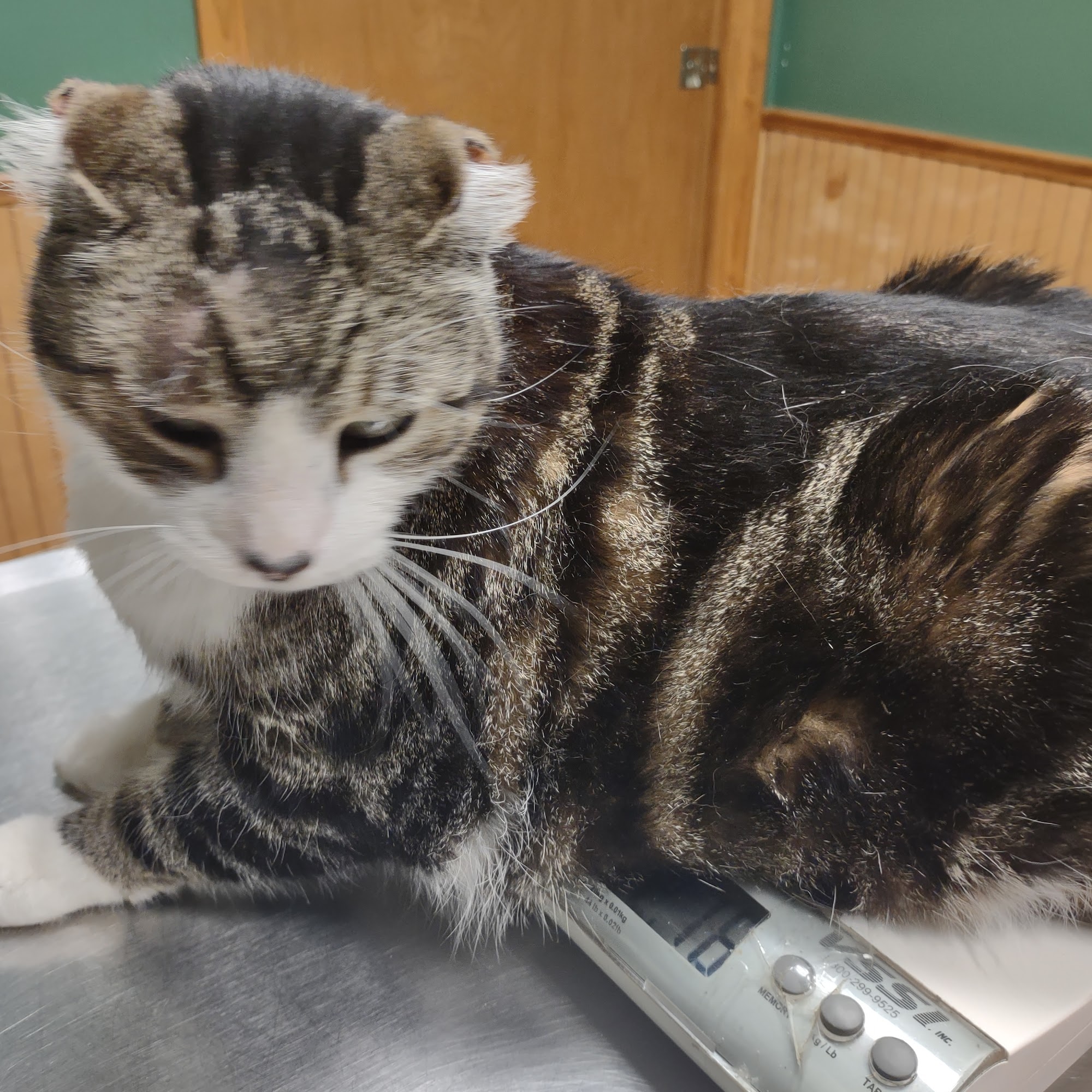 Springville Animal Hospital Springville