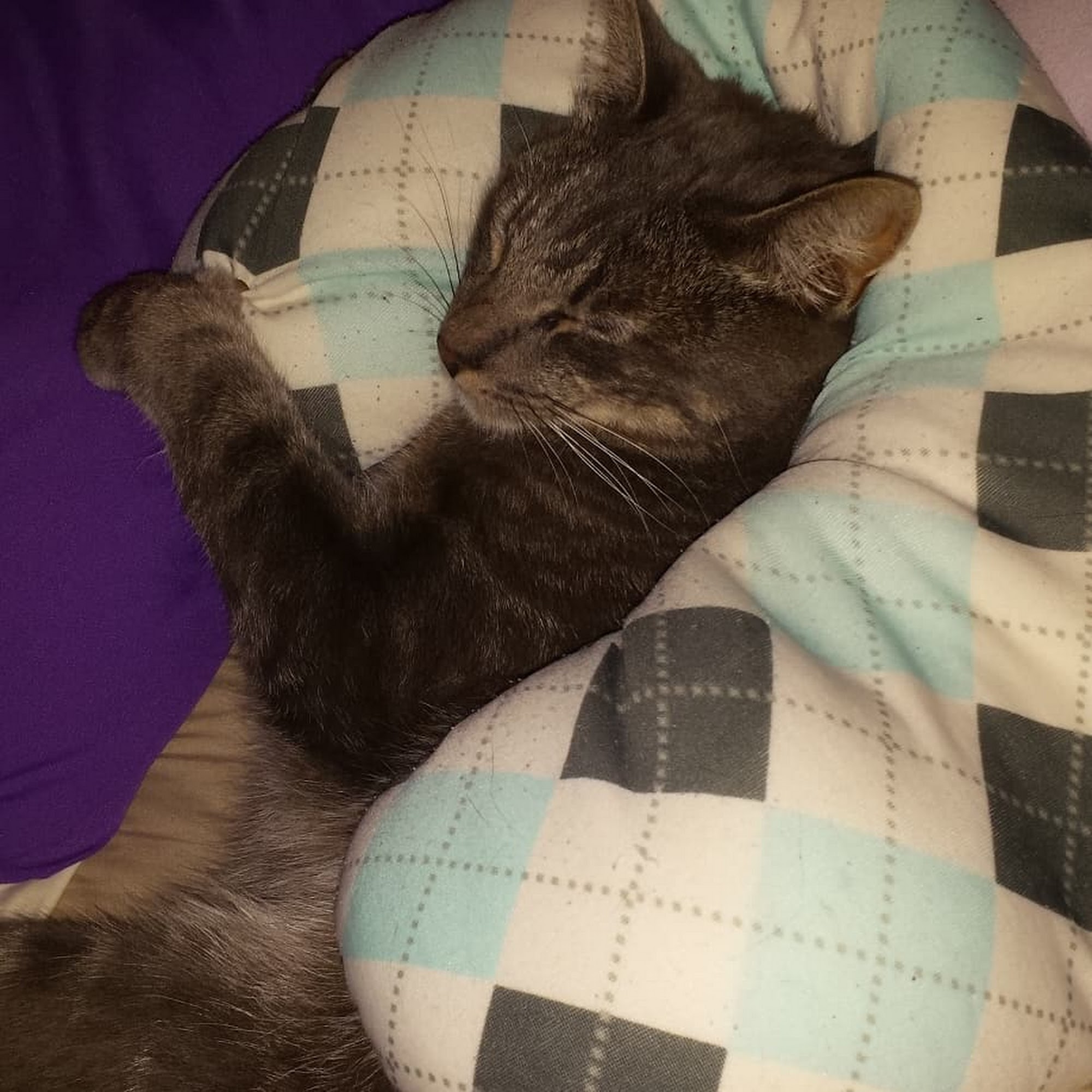 Concord Veterinary Center Springville