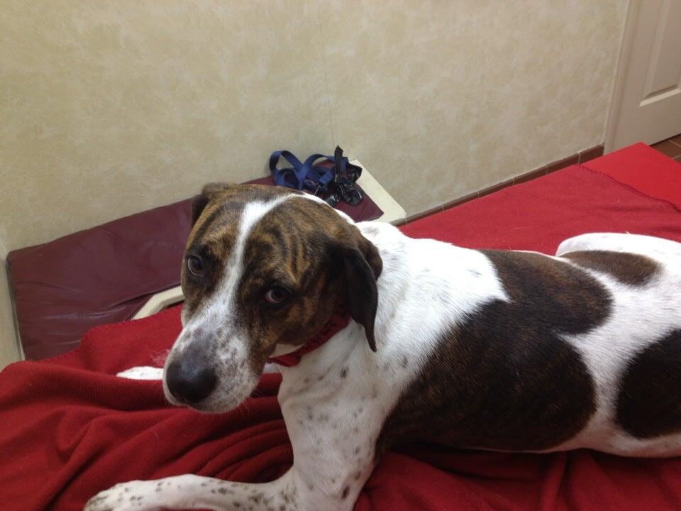 Concord Veterinary Center Springville