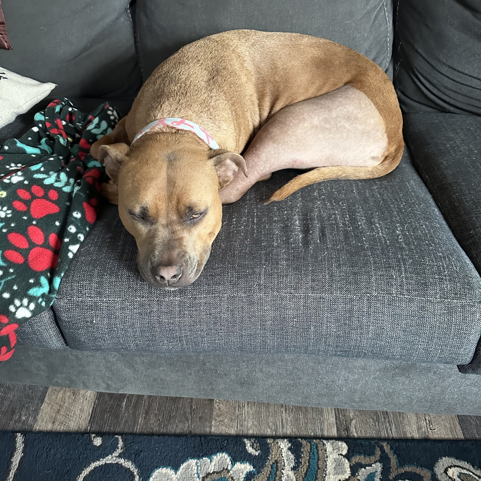 Nachbar Veterinary Hospital Springville