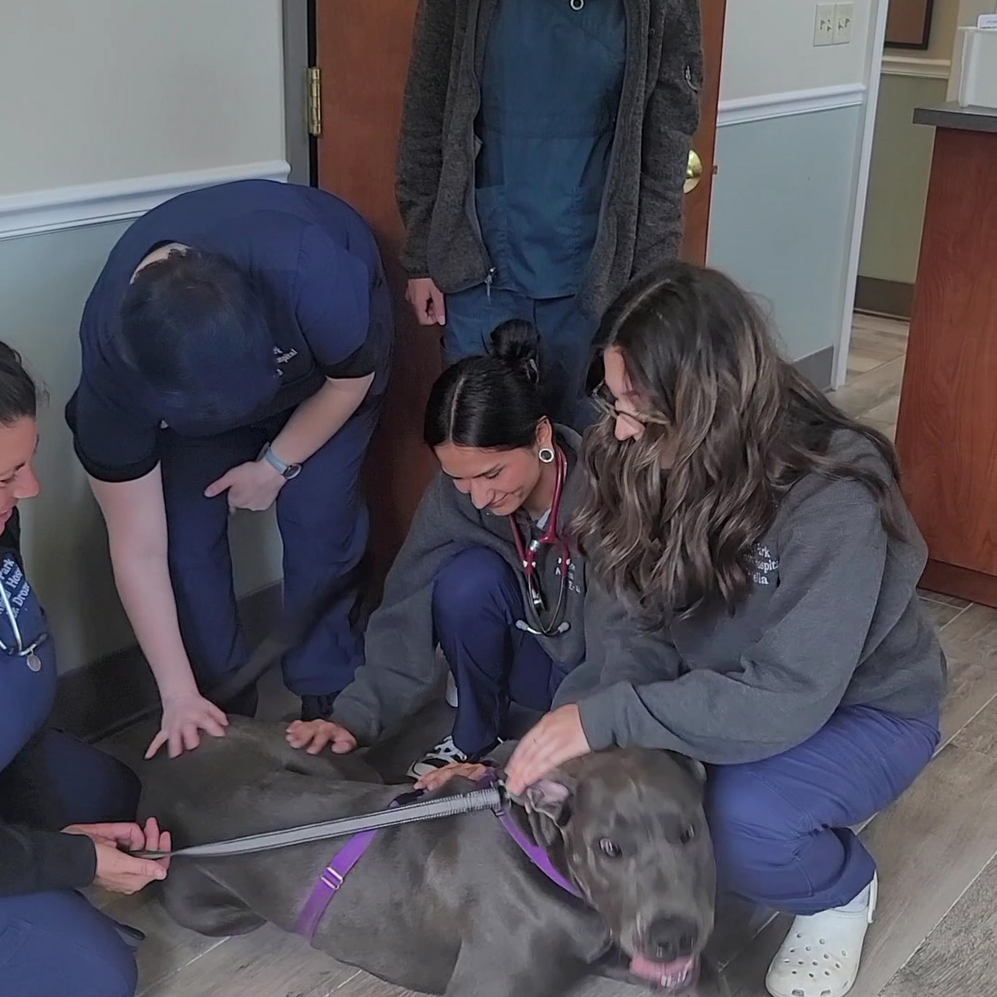 Hyde Park Animal Hospital Staatsburg