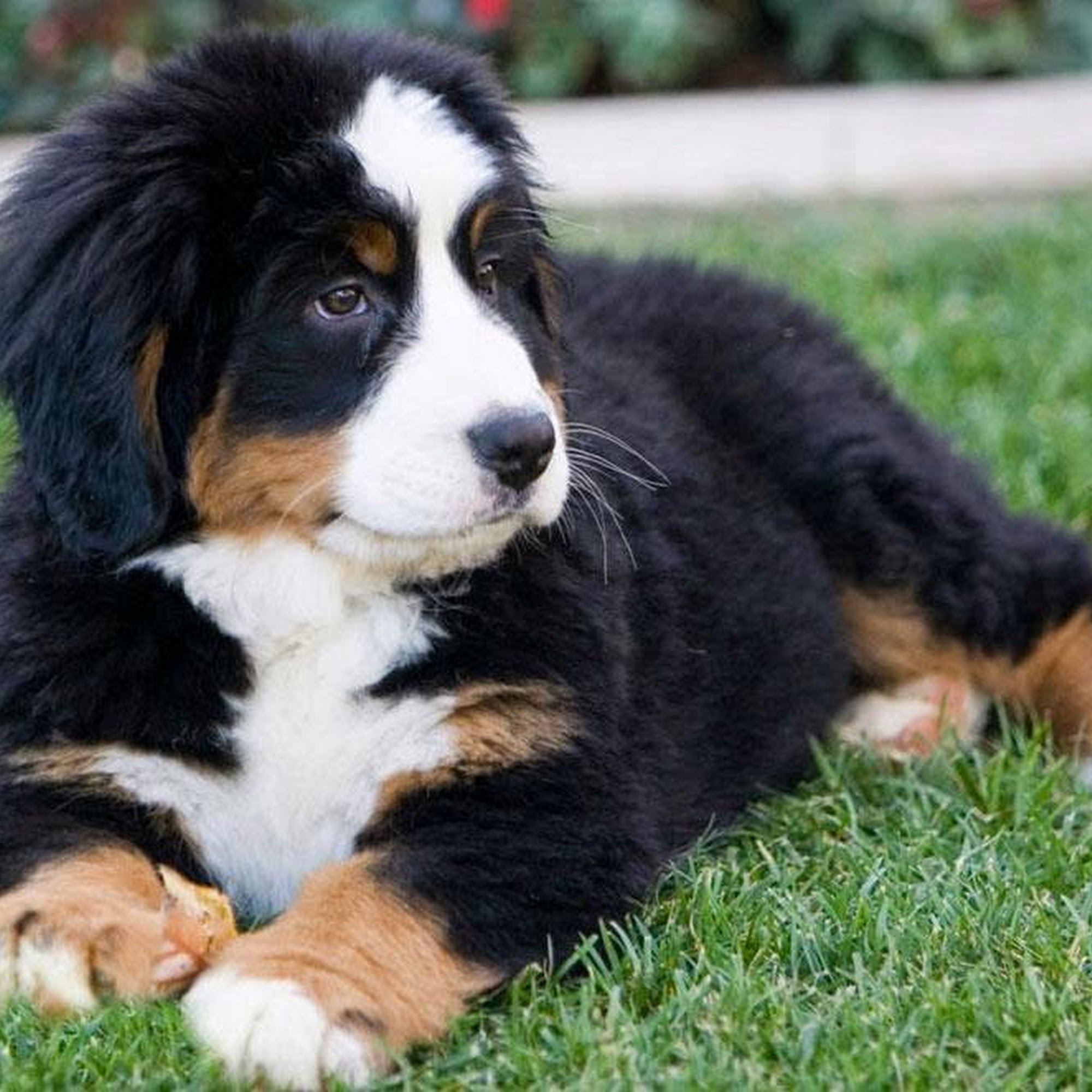 Countryside Animal Hospital Staatsburg