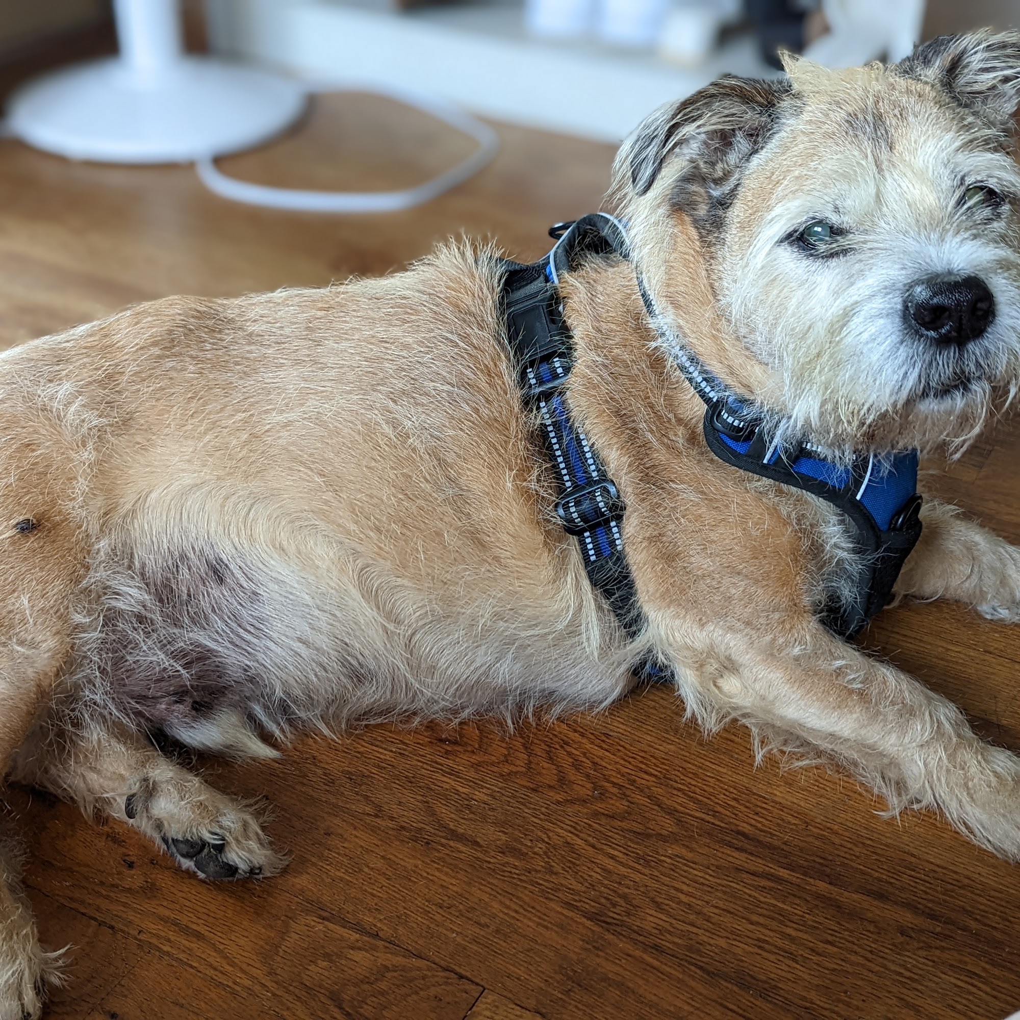 Four Corners Veterinary Practice Staten Island