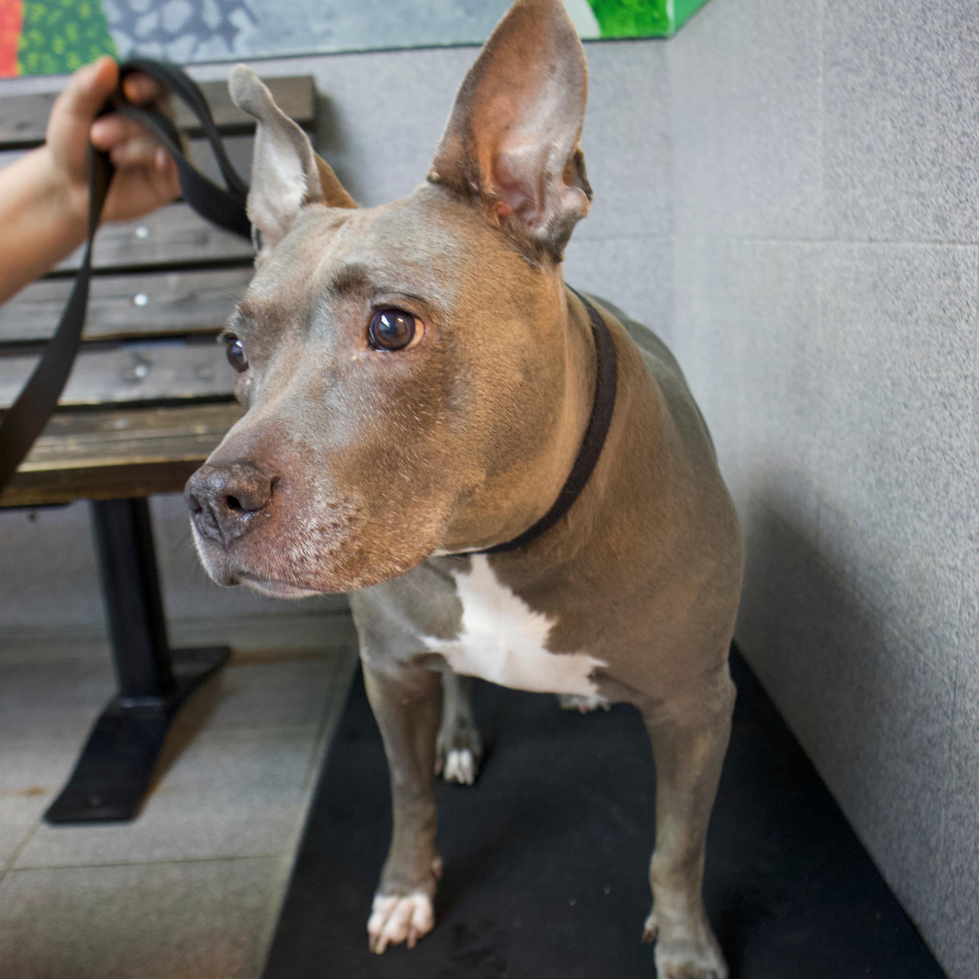 CompleteCare Veterinary Center Staten Island