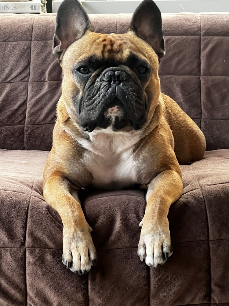 Powell Christopher DVM Staten Island