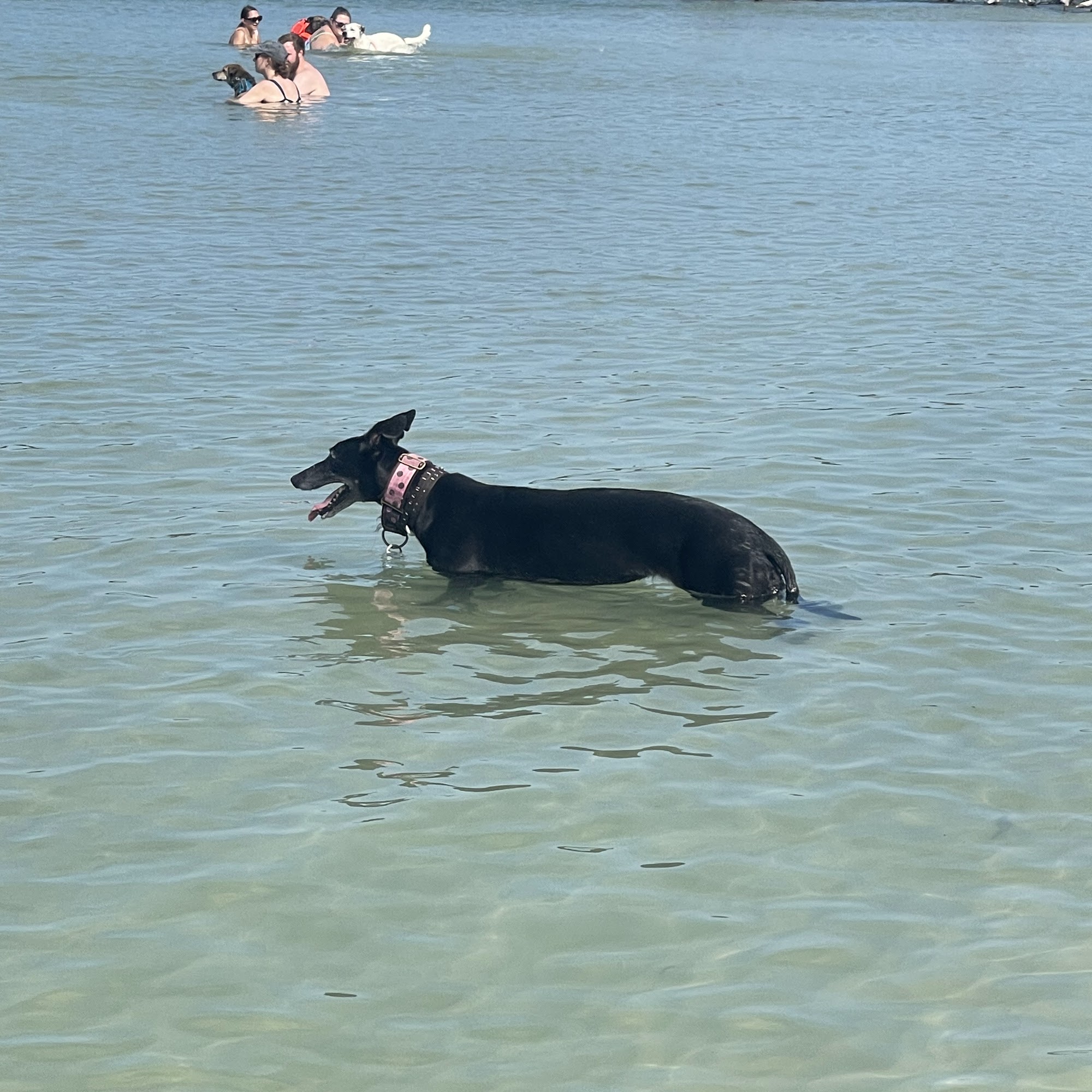 Astarbi In-Home Veterinary Care Staten Island