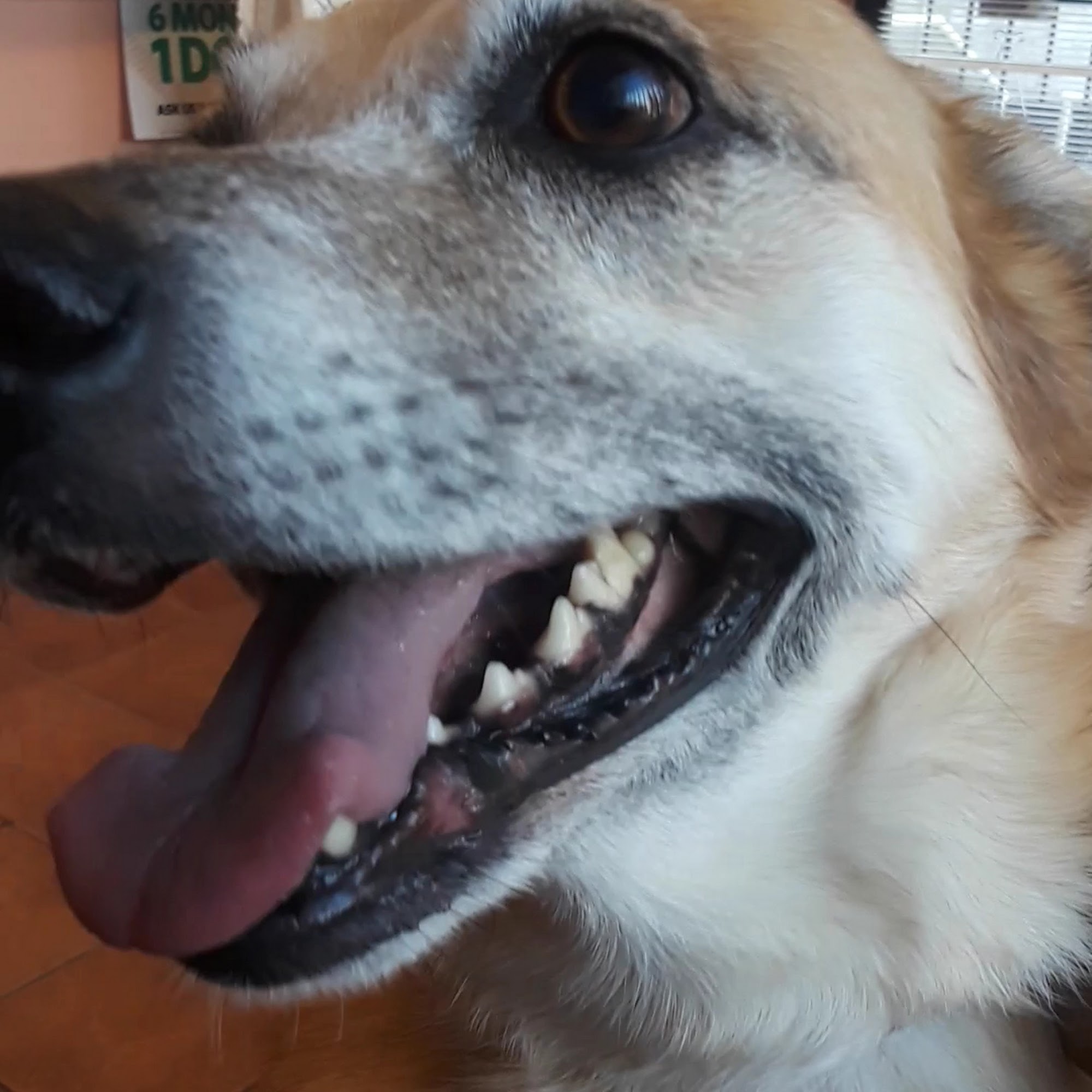 Aadobe Pet Hospital Staten Island