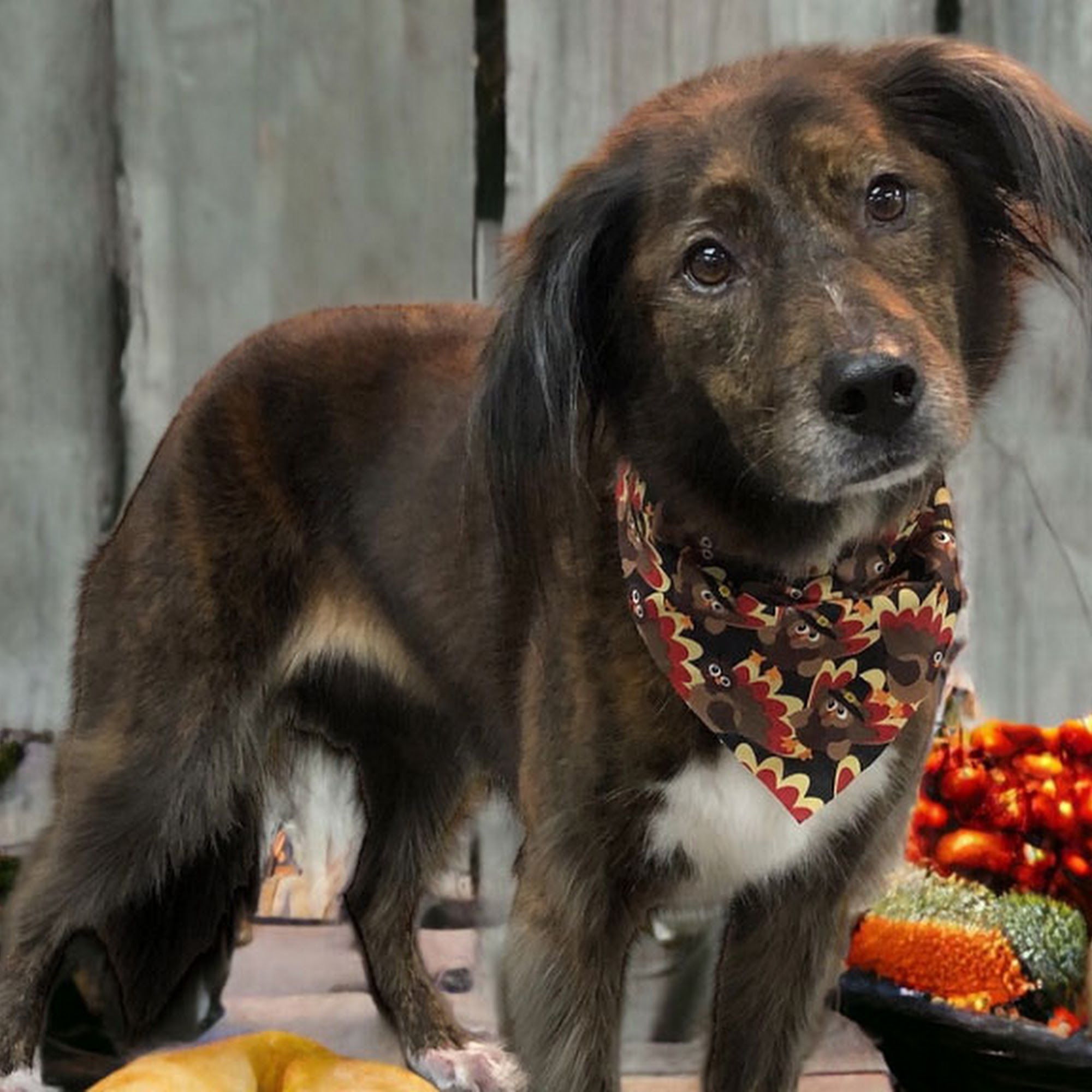 Amy's Pet Palace - Dog And Cat Grooming Staten Island