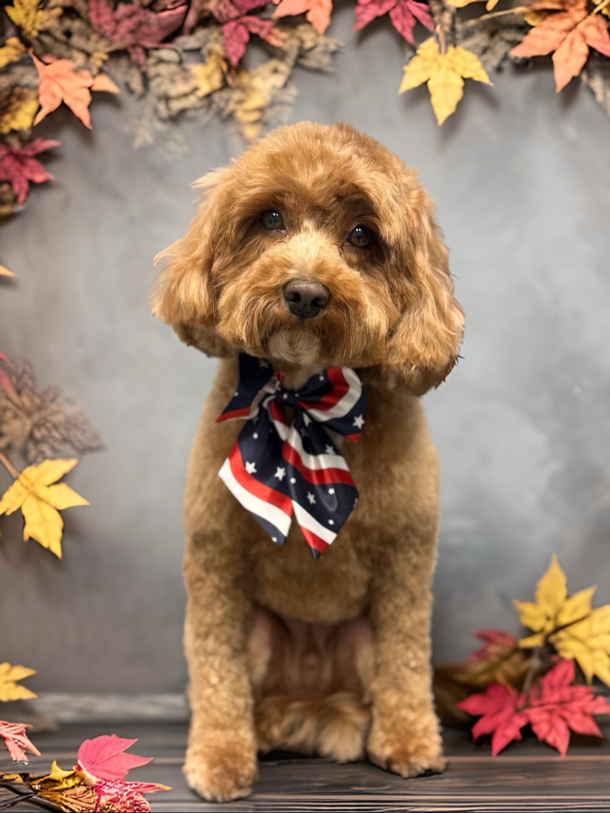 Love Paws - Pet Grooming & Services Staten Island